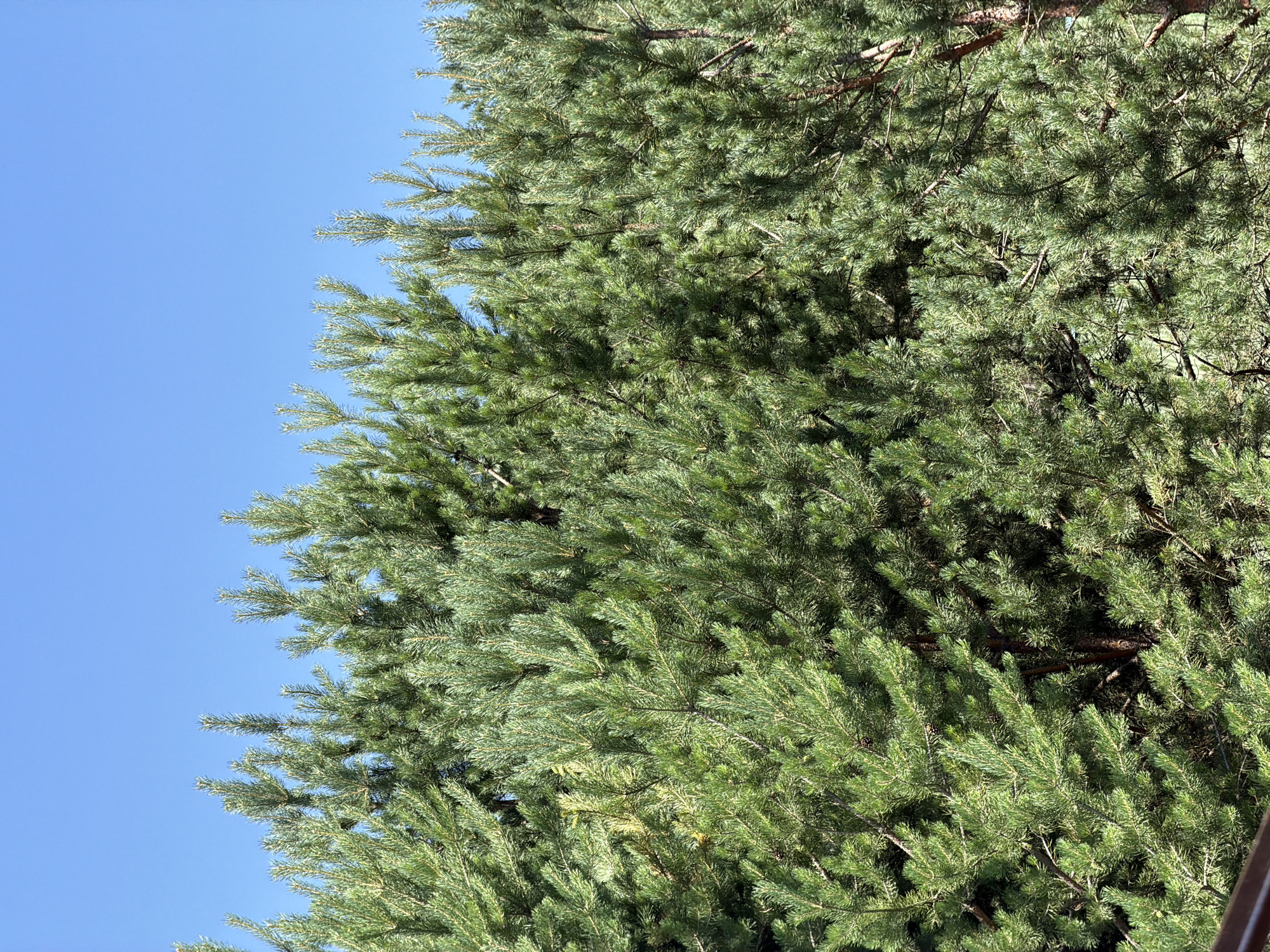 A full shot shows a dense cluster of pine trees against a clear blue sky. The image is taken from below, looking up at the branches and needles of the pine trees. The lighting suggests it is daytime. The scene is located in Elekmonar, Russia. There are no people or animals visible in the image. The focus is entirely on the natural landscape.
