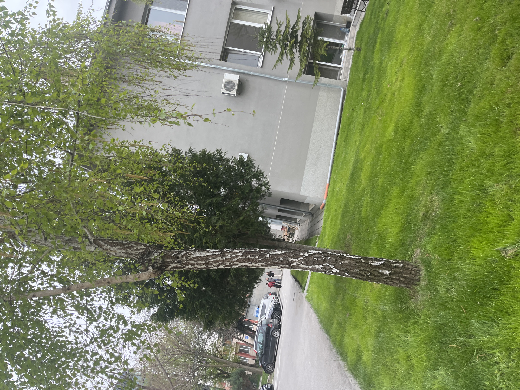 The image captures an outdoor scene in Plovdiv, Bulgaria. A birch tree with a distinctive white bark dominates the left foreground, partially obscuring a gray building in the background. The building features windows, and an air conditioning unit is visible on its facade. To the right of the building, a patch of green lawn stretches towards the sidewalk.
A paved sidewalk runs along the right edge of the image. Cars are parked along the side of the sidewalk. In the mid-ground, indistinct figures of people are seen walking on the sidewalk. The overall scene suggests an urban environment with a blend of natural and built elements.