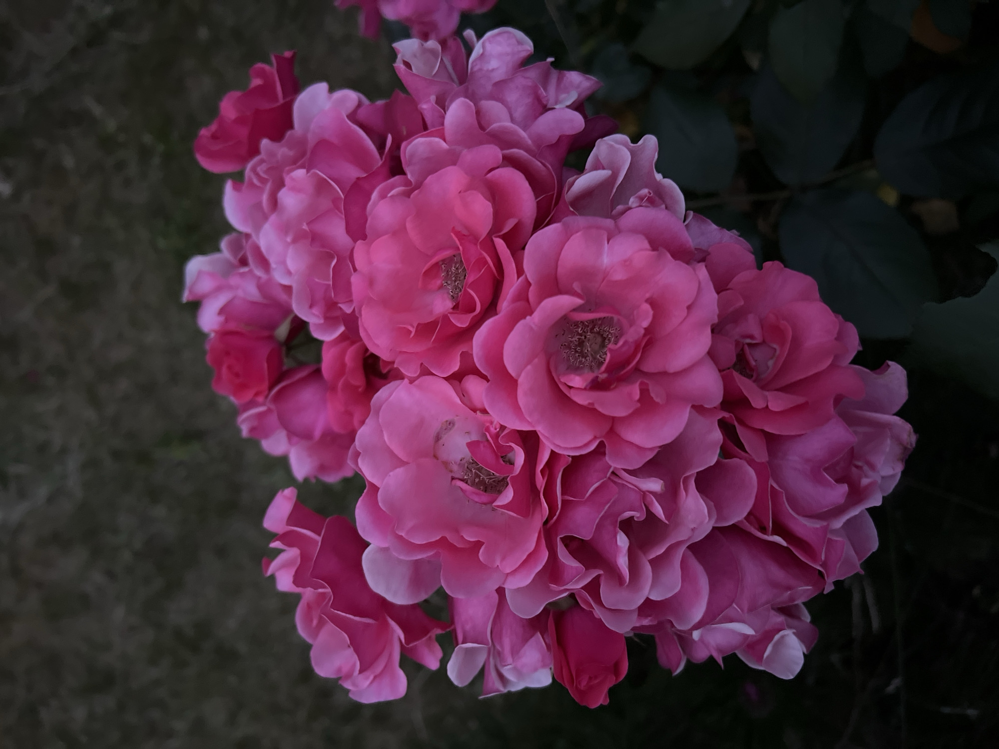 A close-up, vertical shot showcases a cluster of vibrant pink roses in full bloom. The flowers are densely packed, with numerous petals unfurling to reveal their intricate textures and soft hues. Some petals exhibit lighter pink or whitish edges, adding depth and contrast to the overall composition. The background is a dark, out-of-focus expanse, suggestive of foliage or a garden setting, allowing the roses to be the primary focal point. The lighting appears to be soft, possibly from an overcast sky or diffused natural light, enhancing the delicate beauty of the blossoms. No people or specific landmarks identifiable to Rumia, Poland are present in the image.