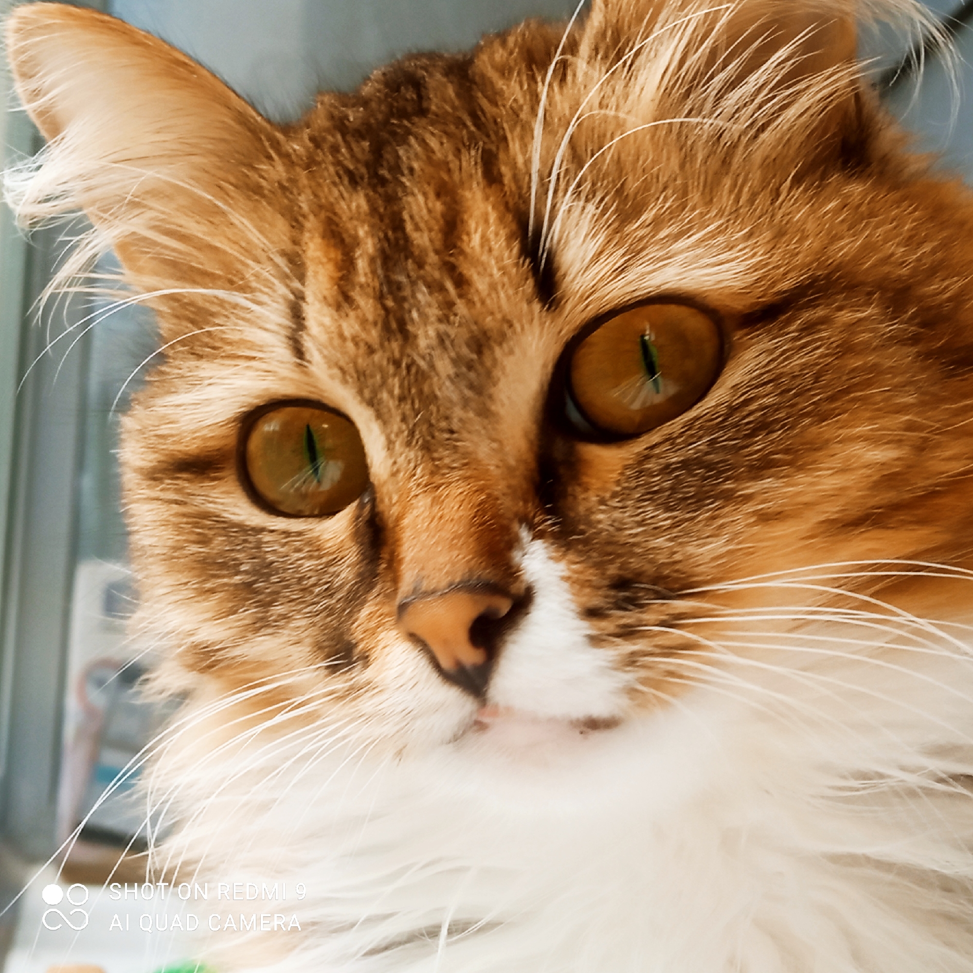 A close-up, eye-level shot shows a cat's face. The cat has large, amber eyes with slit pupils and is looking directly at the camera. Its fur is a mix of brown, orange, and white, with prominent white whiskers. The background is blurred and appears to be indoors, with a hint of a window and possibly some objects on a shelf. The image was taken in Chaikovsky, Russia.