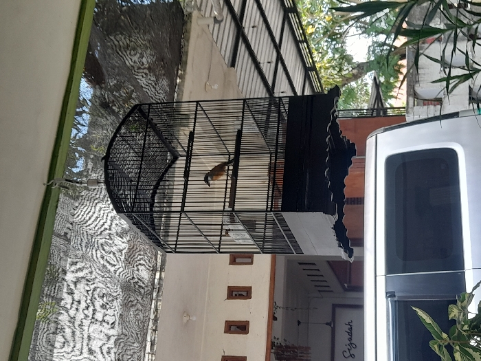 The image depicts an outdoor scene in Ngumpak Dalem, Indonesia, featuring a bird in a cage suspended under a covered area.
A black, rectangular birdcage with an arched top and a white lower section, adorned with black scalloped trim, hangs centrally. A medium-sized bird, characterized by a dark head and throat, brown upperparts, and lighter underparts, is perched on a horizontal wooden dowel inside the cage. The cage is suspended by a metal hook and chain from a white, flat ceiling that features a prominent green beam. Above and behind the cage, a dark, crinkled, translucent mesh fabric, possibly a shade net, displays a dappled pattern of light and shadow.
In the left background, a light-colored building wall with at least three small, horizontally oriented, brown-framed openings is visible. A decorative hanging object, appearing to be made of dried plant material, is affixed to this wall. Below, a white sign with "Sizadah" written in black script is partially visible. To the right background, beyond the cage, a metal-framed roof structure with corrugated sheeting can be seen, with green trees and foliage behind it.
In the mid-ground and foreground, the upper portion of a silver or light-colored minivan is parked directly beneath the hanging cage. The vehicle features dark tinted windows. Green leafy plants are visible in the lower right corner of the frame. The scene is illuminated by natural light, casting distinct shadows consistent with a daytime setting.
