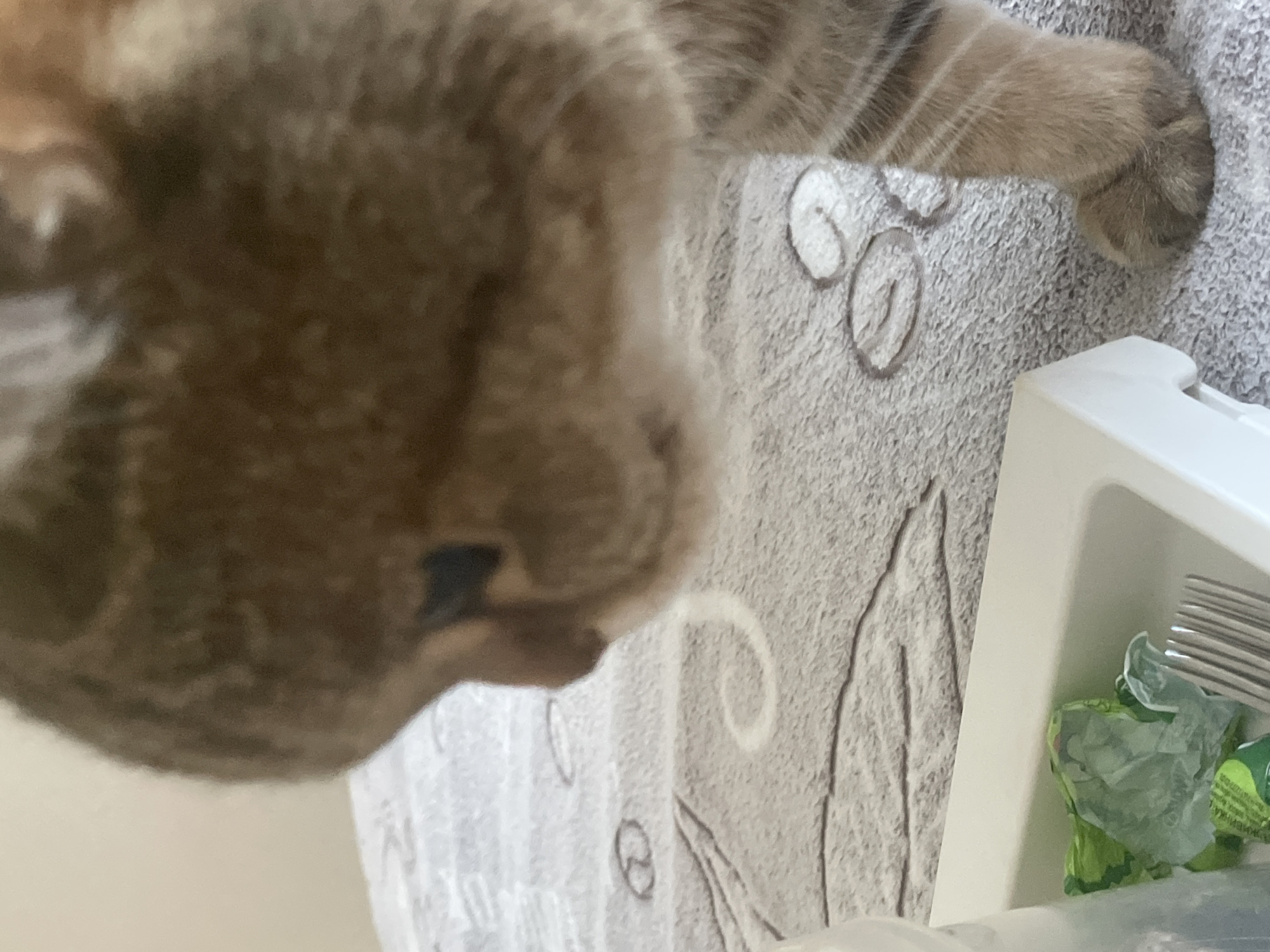 In a close-up, eye-level, indoor shot, a brown tabby cat with striped fur is positioned in the foreground, its head tilted downwards as if sniffing at something. The cat's face is partially obscured, but its visible eye appears dark and focused. A white plastic container, holding crumpled green wrappers and a metal fork, sits to the left of the cat. The background consists of a light-colored, textured surface with a subtle pattern. The overall setting is domestic and unremarkable, suggesting a typical home environment. The exact location in the city of Unknown, Russia is not ascertainable from the visual data.