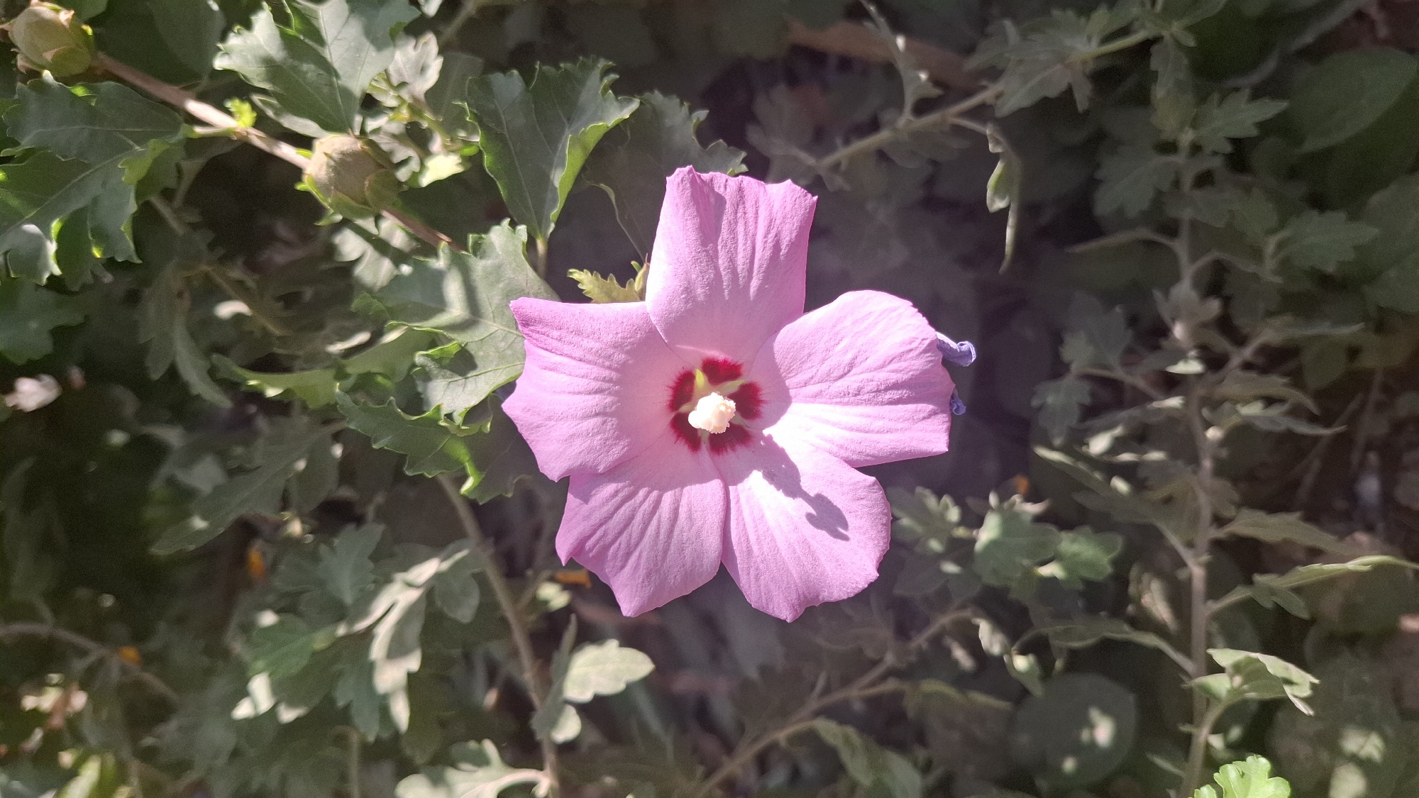 A close-up, top-down shot shows a single, pale pink hibiscus flower with a bright red center and a yellow stamen. The flower has five distinct petals with visible veins. It is surrounded by blurred green leaves and stems, with a few unfurled flower buds visible in the upper right quadrant. The lighting suggests it is daytime, with dappled sunlight illuminating parts of the flower and foliage. The background is dark and out of focus. This image appears to be taken in an outdoor garden setting, possibly in Шұбарсу, Kazakhstan, given the context of the prompt.