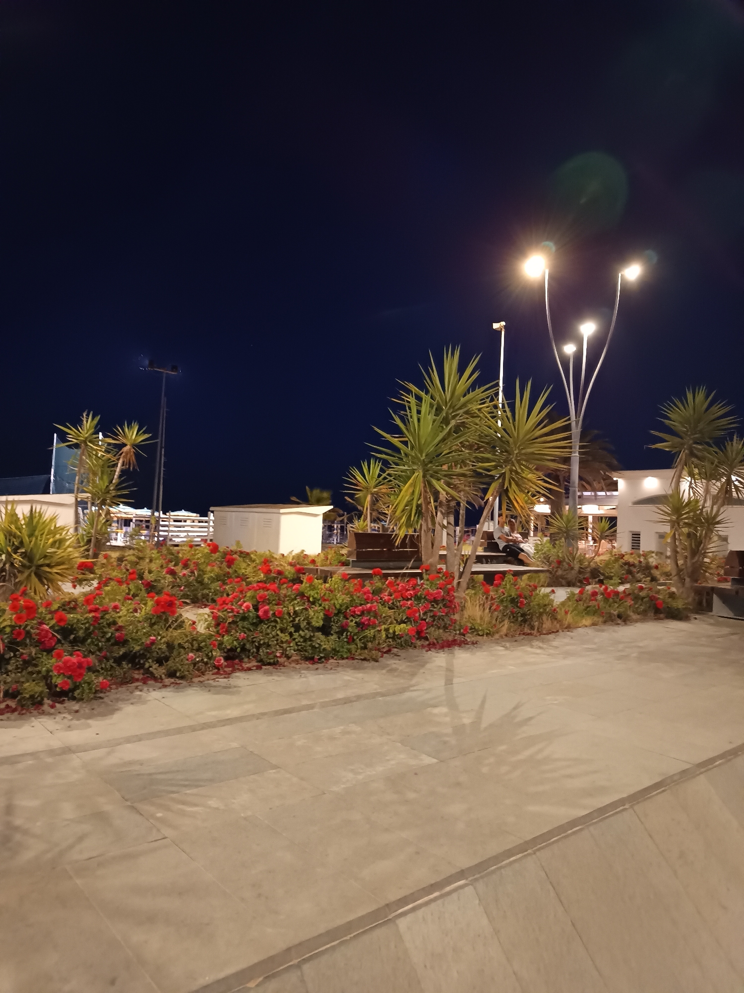 The image captures a nighttime scene along the promenade of Roseto degli Abruzzi, Italy. The foreground features a paved walkway with large, light-colored stone tiles. Beyond the walkway, a vibrant red flower bed is illuminated, with dense clusters of red roses and other green foliage. Several palm trees with spiky fronds are interspersed amongst the flowers and structures. In the mid-ground, white, box-like structures, possibly changing rooms or kiosks, are visible. Further back, a lamppost with multiple lights casts a glow, and other lighting fixtures are present. Two individuals are seated on a bench in the mid-ground, partially obscured by palm trees and flowers, appearing to be engaged in conversation. The sky above is a deep, clear navy blue, characteristic of a night sky. The overall atmosphere suggests a well-maintained public space, likely a beachside or waterfront area, active in the evening.