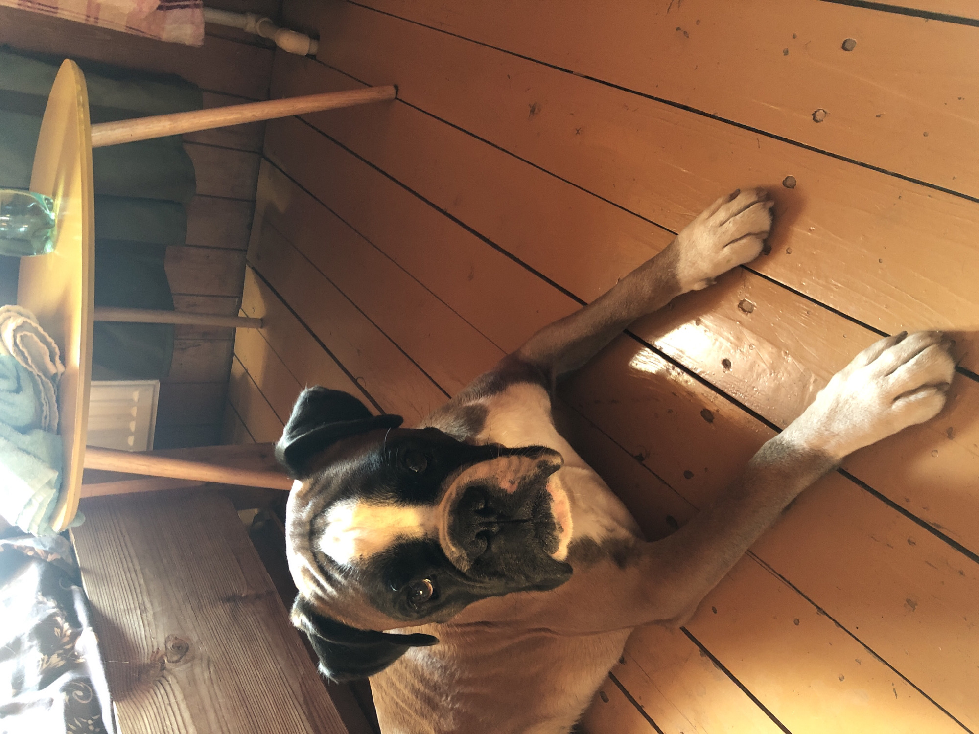 A boxer dog is lying on a wooden floor in a room. The dog is light brown with black markings around its face and ears. Its head is turned towards the camera, and it appears to be looking directly at the viewer. The floor is made of planks and has a reddish-orange hue. Sunlight streams in from the left, casting shadows and highlighting the dog's fur and the floor. In the background, to the left, a wooden bed frame is visible, and on the right, a small, yellow, triangular table with thin wooden legs stands. On the table, there are folded towels and a glass bottle containing a clear liquid. A dark green curtain hangs behind the table. The walls appear to be paneled with wood. The overall scene suggests a domestic setting, likely a home interior. The location is identified as Романово, Russia.