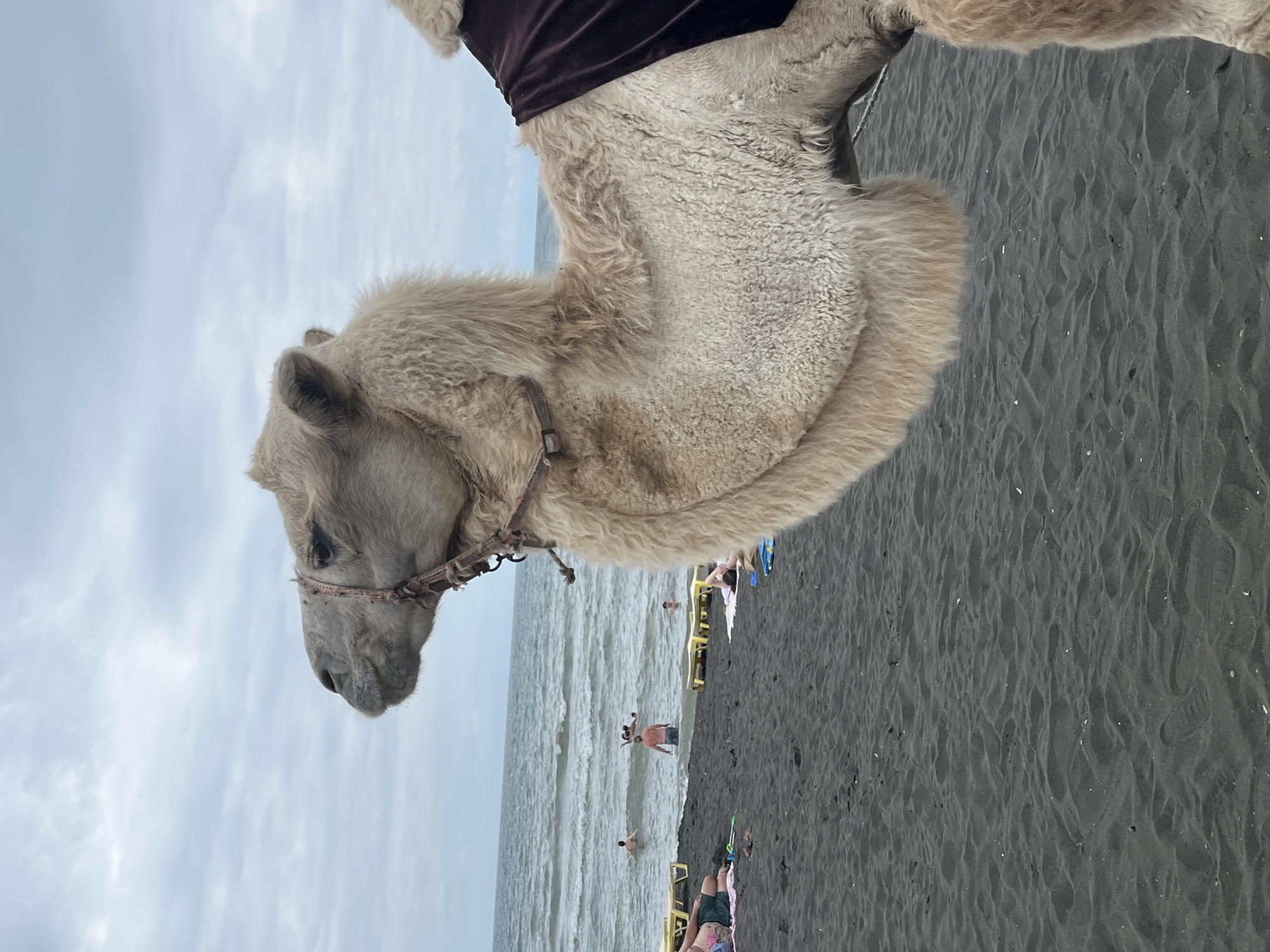 A close-up, right-facing profile of a dromedary camel's head and upper body is positioned in the foreground, obscuring the majority of the scene. The camel has light brown fur, a halter with red and brown straps, and a dark brown blanket draped over its back. Behind the camel, a black sand beach stretches towards the Black Sea. Several people are visible in the distance on the beach and in the water. On the beach, two yellow lounge chairs are empty, and two individuals are lying on towels. In the sea, four people are swimming. The sky is overcast. The location is the black sand beach in Ureki, Georgia.