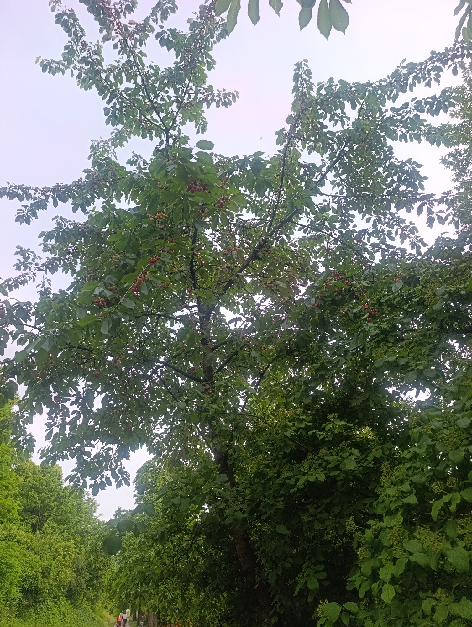 The image depicts a tree with numerous unripe cherries and leaves, set against a hazy sky. Below the tree, a path is visible, bordered by lush green foliage and trees. Two individuals are seen cycling on the path, moving away from the viewer. The scene appears to be a park or a tree-lined avenue. The presence of the road and the cyclists suggests an outdoor recreational area, possibly within or near the city of Pfullingen, Germany, given the context of the request. The lighting indicates it is daytime, likely overcast due to the bright, diffused sky.