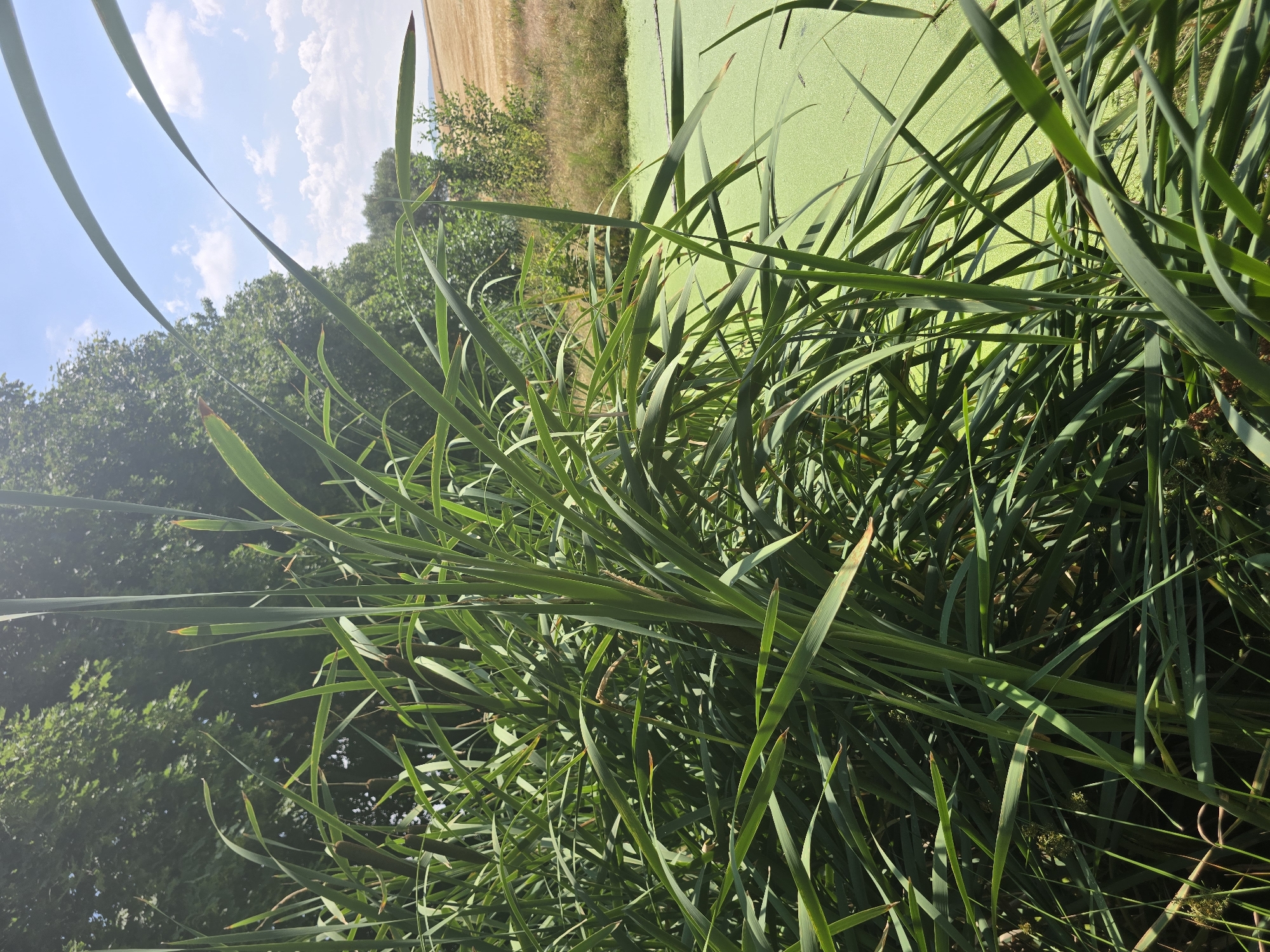 The image shows a close-up view of tall green reeds in the foreground, obscuring a pond covered in bright green algae. In the background, a dense line of trees runs horizontally, with a field of dry, golden crops beyond them. The sky is blue with scattered white clouds. This scene is located in Pustiměř, Czechia. There are no people or animals visible in the image. The lighting suggests it is a sunny day.
