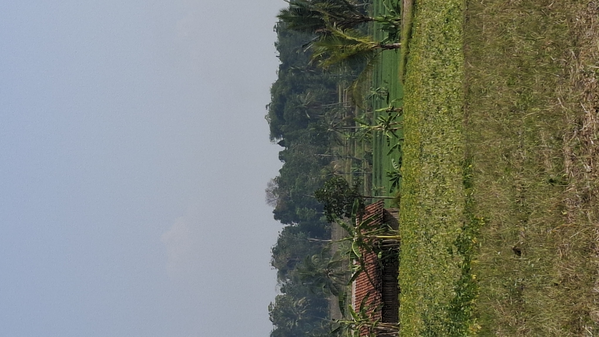 This is a vertical, outdoor, daytime photograph captured in a rural area of Ciharashas, Indonesia. The scene depicts a landscape with agricultural fields, a small structure, and a forested hill in the background. In the foreground, a field of green crops, possibly legumes or young plants, occupies the lower half of the image. Further back, another field with taller, dry grass and some scattered debris is visible. To the left, a rustic, wooden structure with a red-tiled roof is partially obscured by banana plants. Behind this structure, a lush green rice paddy stretches into the middle ground. A dense, green forest covers the hillside in the distance, with terraced fields visible within the foliage. The sky is a pale blue with a few wispy clouds. The overall impression is one of agricultural tranquility.