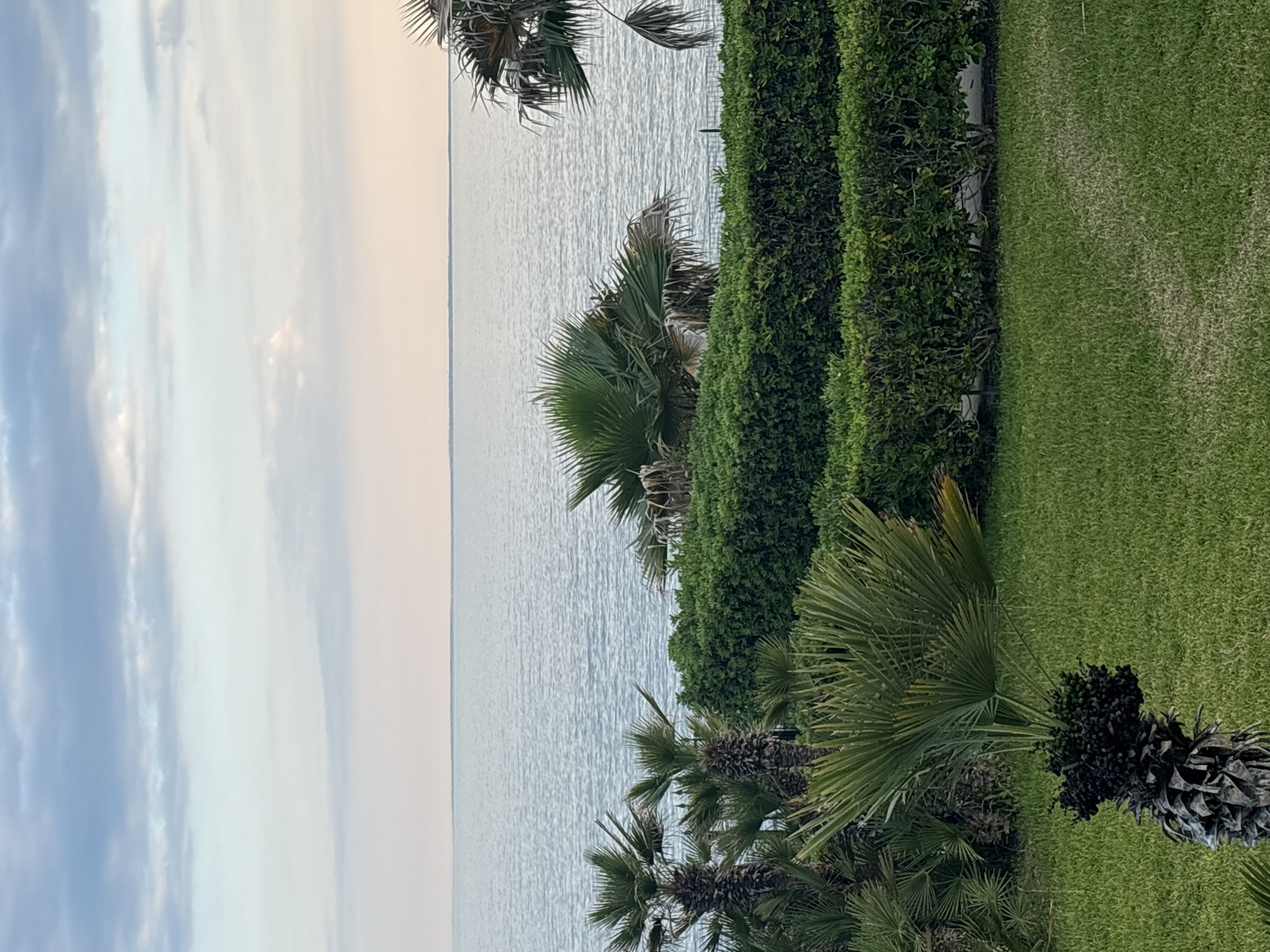 The image shows a view of the Ionian Sea from Siracusa, Italy. The sky is pale with light clouds. The calm sea is in the middle of the frame. The right side of the image features lush green vegetation, including well-maintained grass, a dense hedge, and several palm trees of varying sizes. The palm trees have visible seeds. There are no people visible in the image.