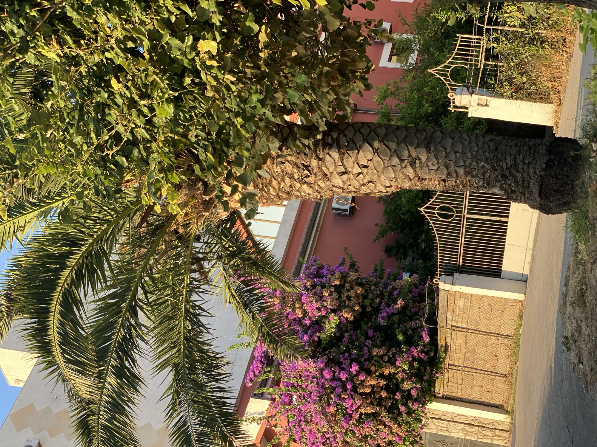 In Bar, Montenegro, a close-up view captures a textured palm tree trunk in the foreground. To its left, a dense bush of vibrant pink bougainvillea flowers climbs against a salmon-pink building. Beyond the bougainvillea, a portion of a light-colored building is visible. A decorative metal fence with an ornate, circular design separates the property from a paved walkway. The scene is bathed in warm, late afternoon sunlight, casting long shadows and highlighting the lush greenery and the weathered texture of the palm tree.
