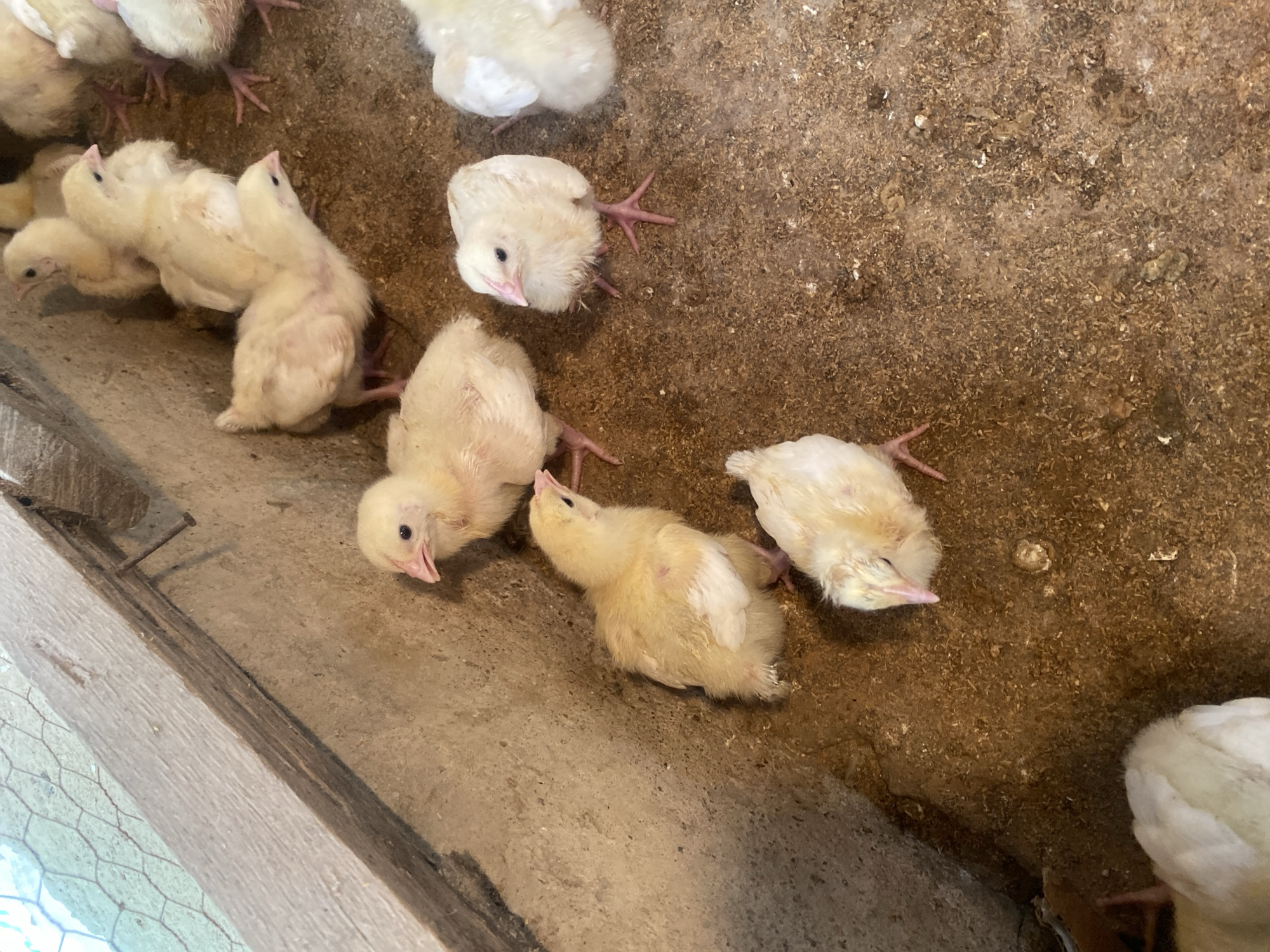 A group of young chicks are gathered on a rough, concrete floor covered with wood shavings. The chicks are predominantly a light yellow color, with some showing pinkish tones on their legs and beaks. Several chicks are clustered together, while others are spread out. One chick is tilting its head back, looking upwards. Another is facing towards the viewer with its beak slightly open. A wooden structure with some nails is visible along the left side of the image, with wire fencing below it. The background is a dusty, brown surface, likely the floor of a coop or enclosure. The lighting suggests it is daytime. The scene appears to be a domestic farm setting, possibly in Giginyu, Nigeria. No text is visible.