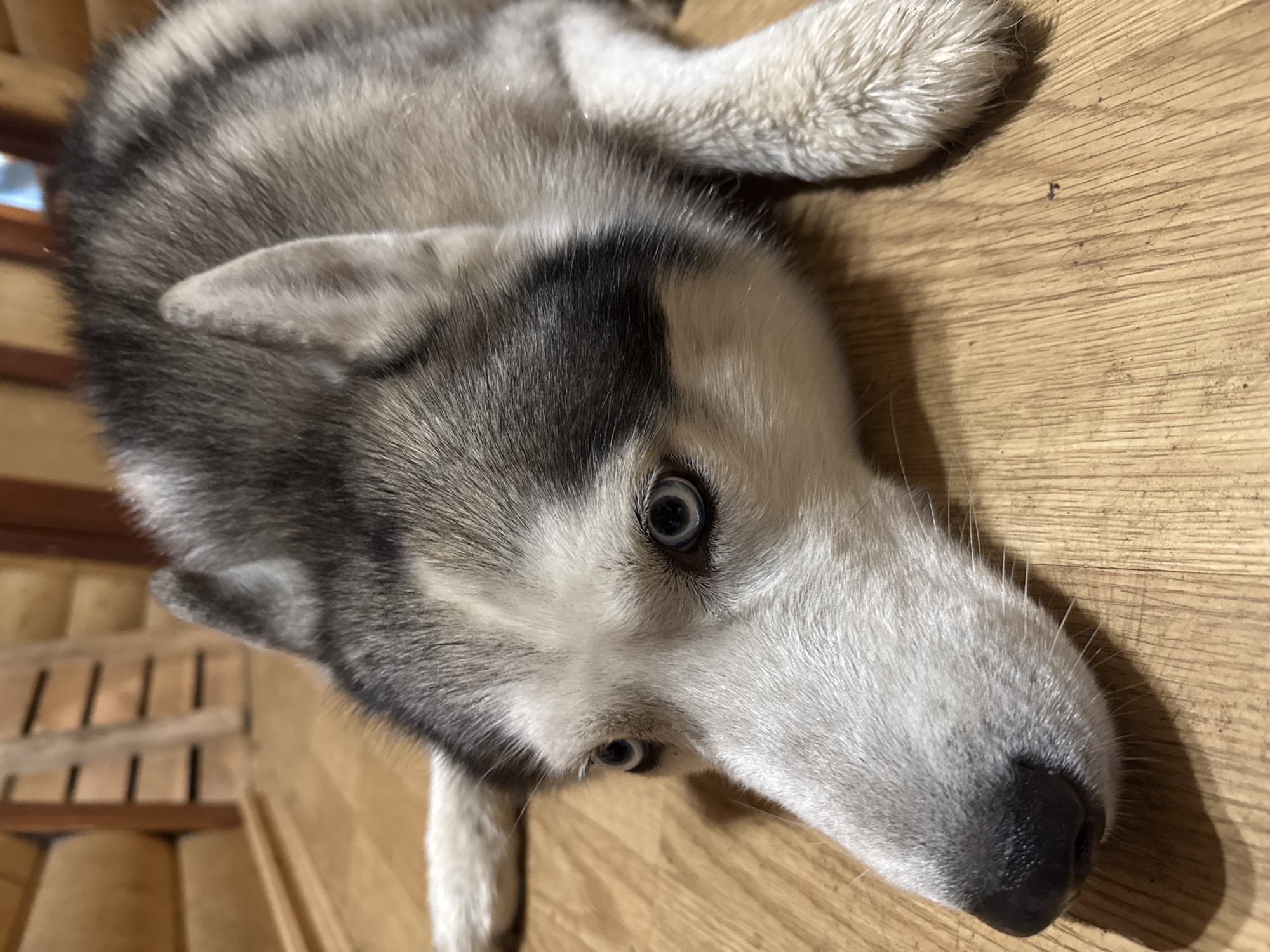 The image shows a close-up of a Siberian Husky dog lying on a wooden floor. The dog has grey and white fur and striking blue eyes. Its head is lowered, and it is looking towards the camera with a pensive expression. The background consists of wooden walls, possibly part of a log cabin. The scene appears to be indoors, with the floorboards showing some wear and tear. There is no indication of the location being in the city of Bykovo, Russia.