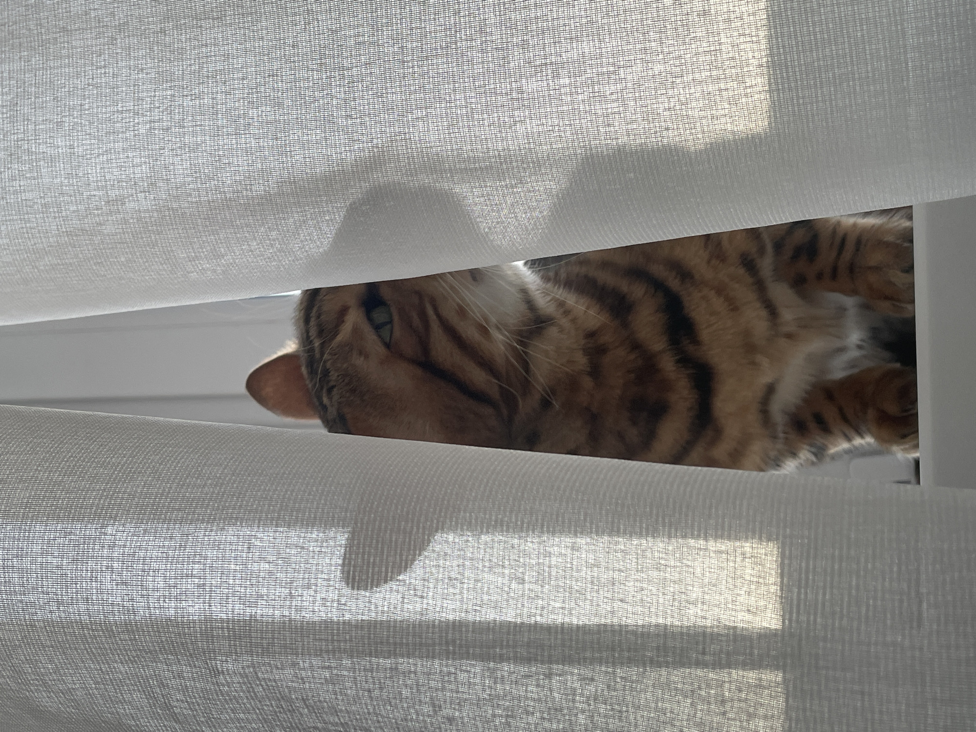 A Bengal-type domestic cat with striped, brown, and tan fur is observed positioned on a white windowsill, peering through a vertical gap between two drawn, translucent white curtains. The cat's left eye, possessing a green iris and partially dilated pupil, is visible, along with its right ear, silhouetted against the bright light emanating from behind the curtains. Strong natural light diffuses through the curtains, casting soft shadows of the cat's ears onto the fabric. The scene is illuminated by daylight from an unseen window, creating a high-key photographic composition. The event occurs in an indoor setting, specific location: Izhevsk, Russia.
