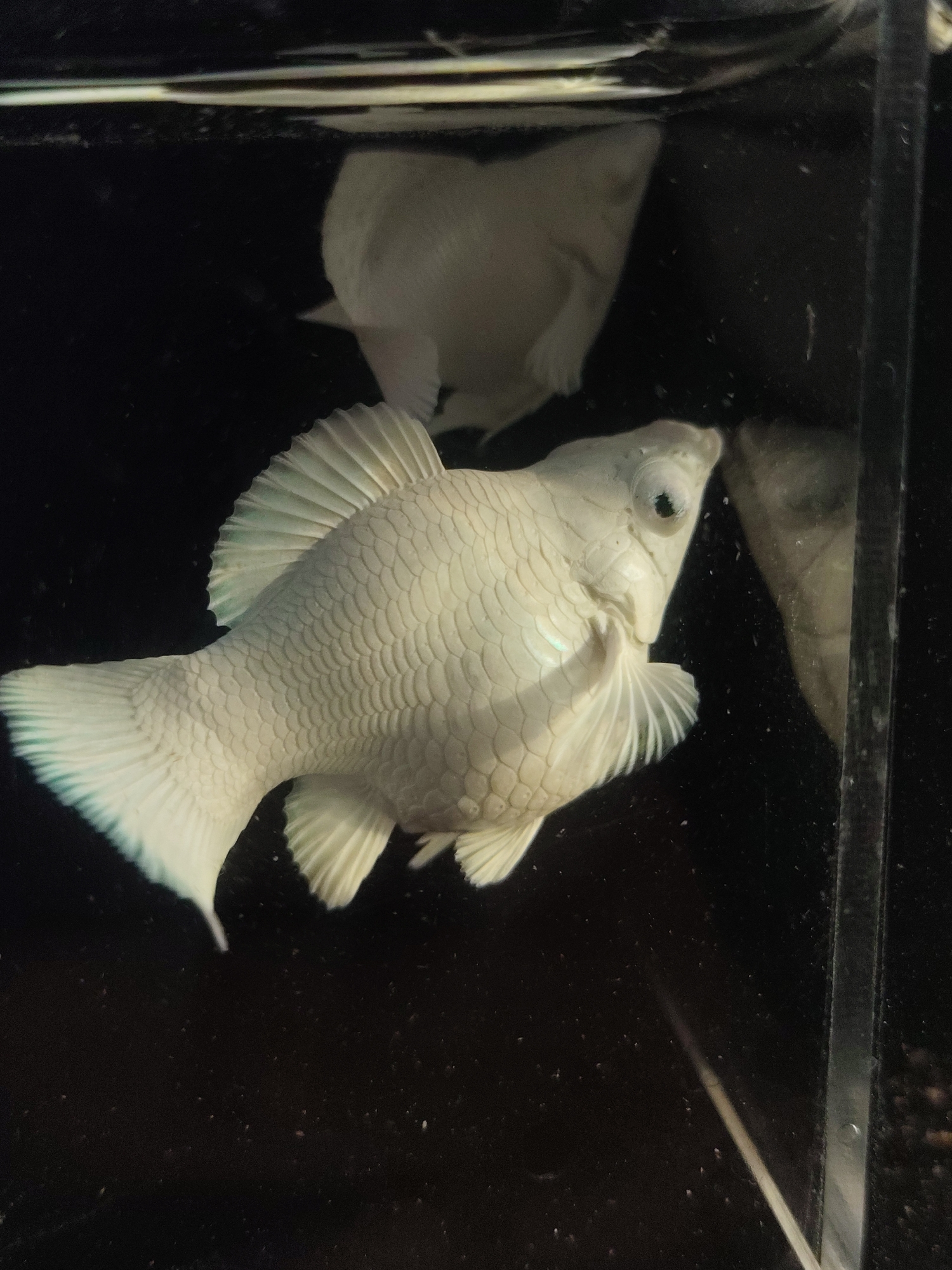 A pale, nearly white fish with large, dark eyes swims in a dark aquarium. The fish's scales are clearly defined, and its fins are broad and fan-like, with iridescent hints of blue and green. Another pale fish is partially visible in the blurred background, seemingly behind a glass barrier. The aquarium appears to be a home environment, with some debris visible on the bottom and the surface of the water. The image is a close-up, focusing on the prominent fish in the foreground. There is no indication of the city of Ujong, Indonesia, in the image itself.