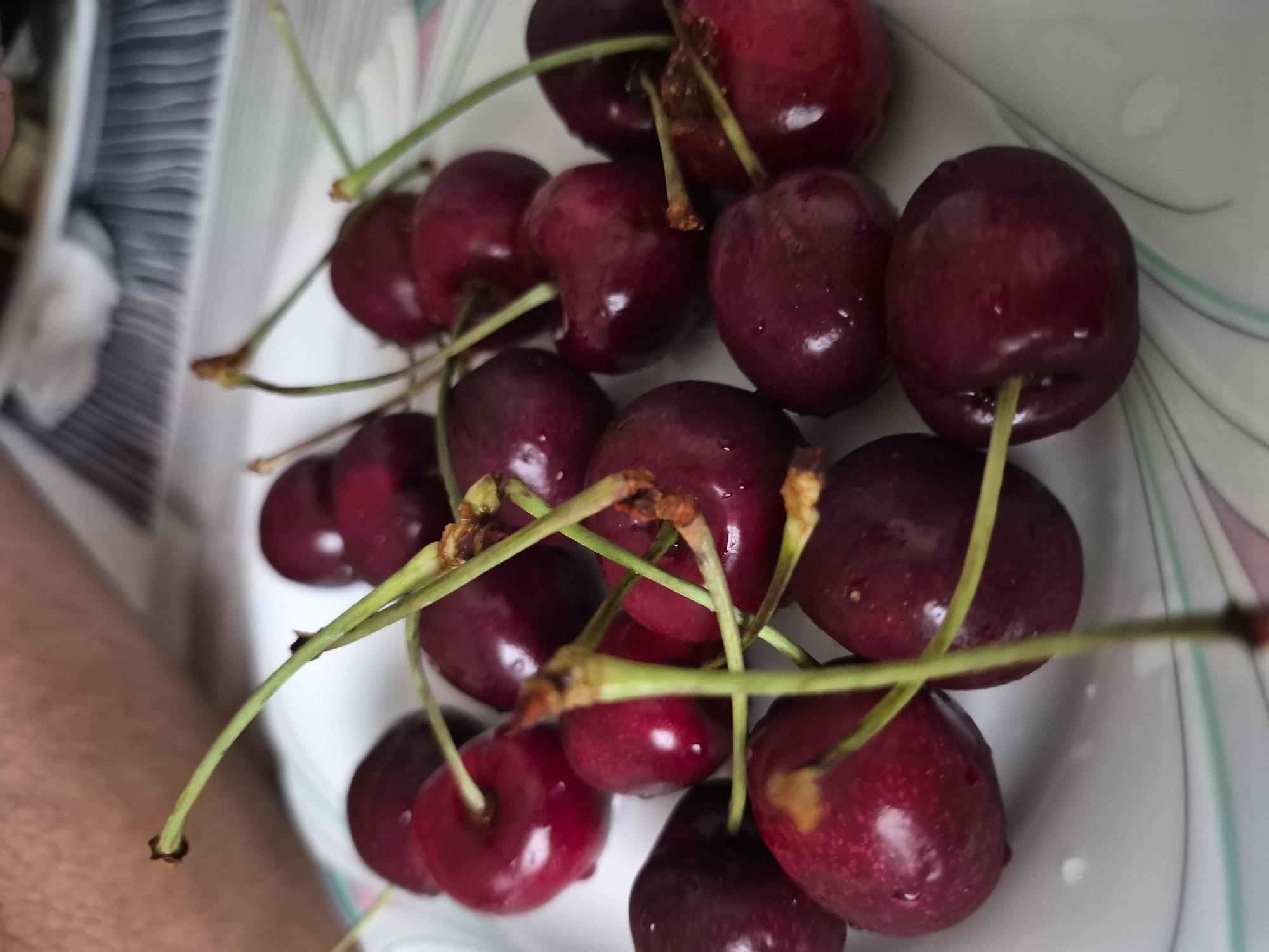 A close-up, overhead shot showcases a pile of dark red cherries with green stems on a white plate with a subtle pink and teal patterned rim. The cherries are glossy, with some appearing to have small water droplets on their surface. The stems are thin and varied in length, some crossing over others. The background is blurred, revealing a person's arm and a striped surface, suggesting a casual setting like a table.