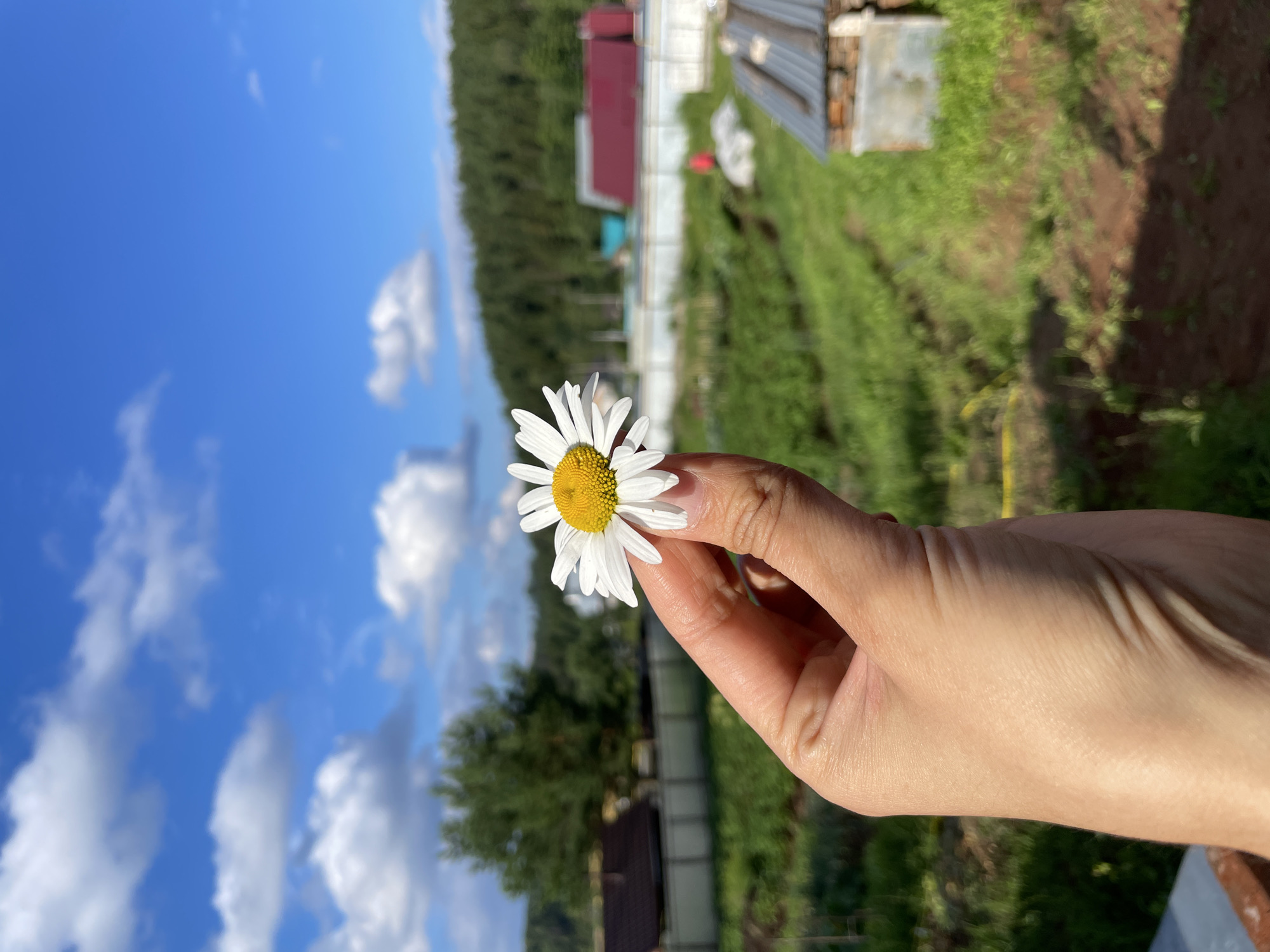 A person's hand, with visible skin texture and wrinkles, is holding a single white daisy with a yellow center. The daisy is positioned in the foreground, slightly to the left of center. In the background, a green, somewhat overgrown field stretches out, dotted with what appear to be garden plots and a small, unfinished brick structure with a corrugated metal roof. Further back, there are buildings with red roofs and a white fence, leading to a dense line of trees on a distant hillside. The sky above is a vibrant blue, with scattered white, fluffy clouds. The image is taken outdoors in what appears to be a rural or semi-rural setting, likely during daylight hours, possibly in the village of Olkhovka, Russia, given the context of the prompt.