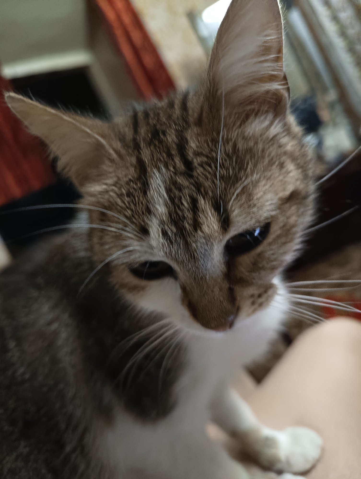 A medium-close shot of a tabby cat with white markings, focused on its head and upper body. The cat is looking down. Its fur is a mix of brown and grey on its head and back, transitioning to white on its chest and paws. The background is blurry and appears to be indoors, with hints of a red curtain and metallic objects. The cat appears to be sitting on or near a person, as a portion of skin is visible. The location is specified as Biliaivka, Ukraine, but there are no features visible in the image that confirm the city or specific location within the city.