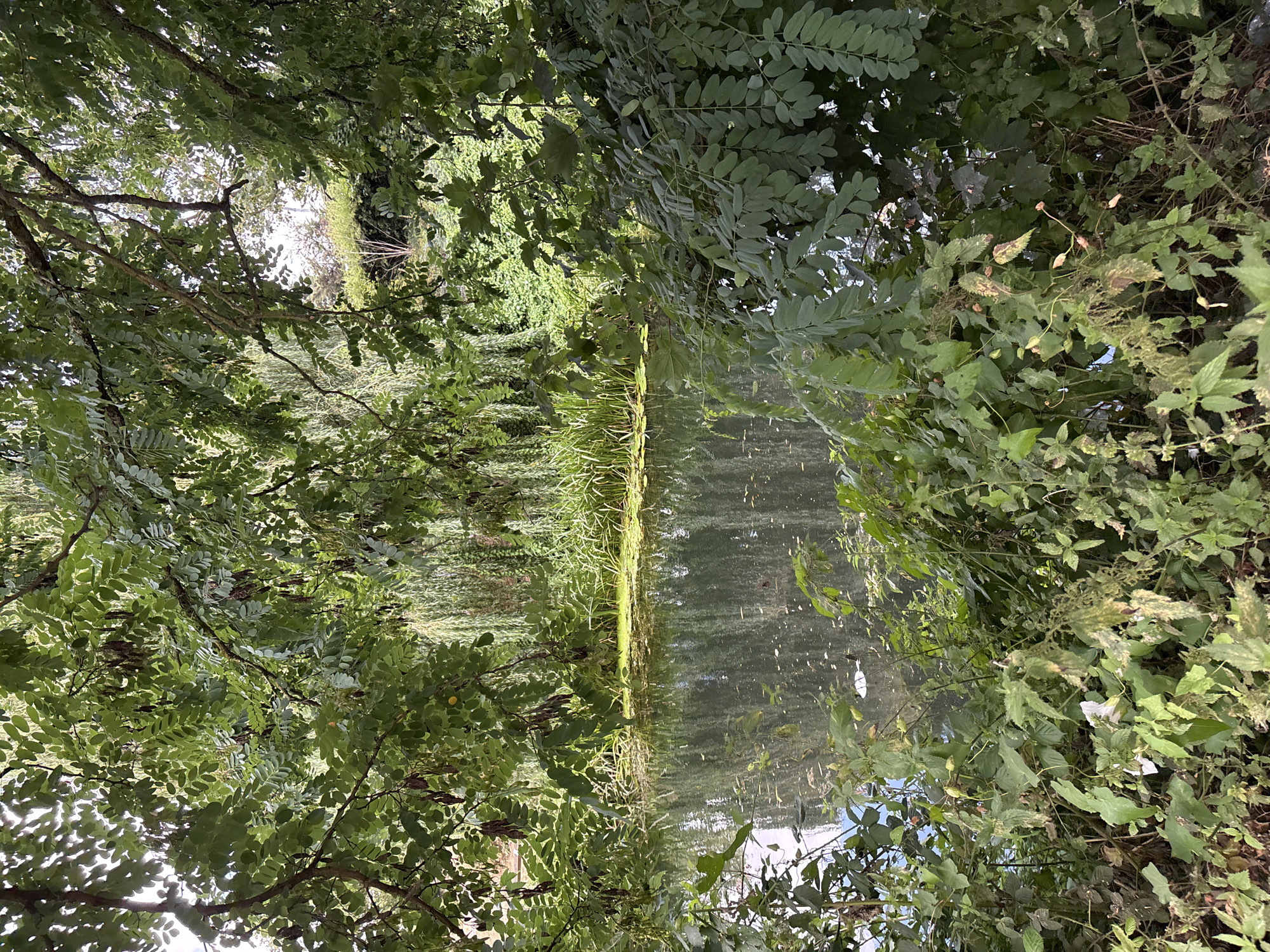 The image depicts a tranquil pond scene framed by lush green foliage. The pond's surface reflects the surrounding trees and sky, with some areas covered by a thin layer of green algae. Tall reeds and aquatic plants grow along the pond's edge, creating a natural, overgrown embankment. In the foreground, branches of a leafy tree hang down, obscuring some of the view of the pond. The overall impression is one of a secluded, natural setting within a park or garden. There are no people visible in the image, and no actions or interactions are depicted. The scene appears to be located in an outdoor environment, likely during daylight hours.