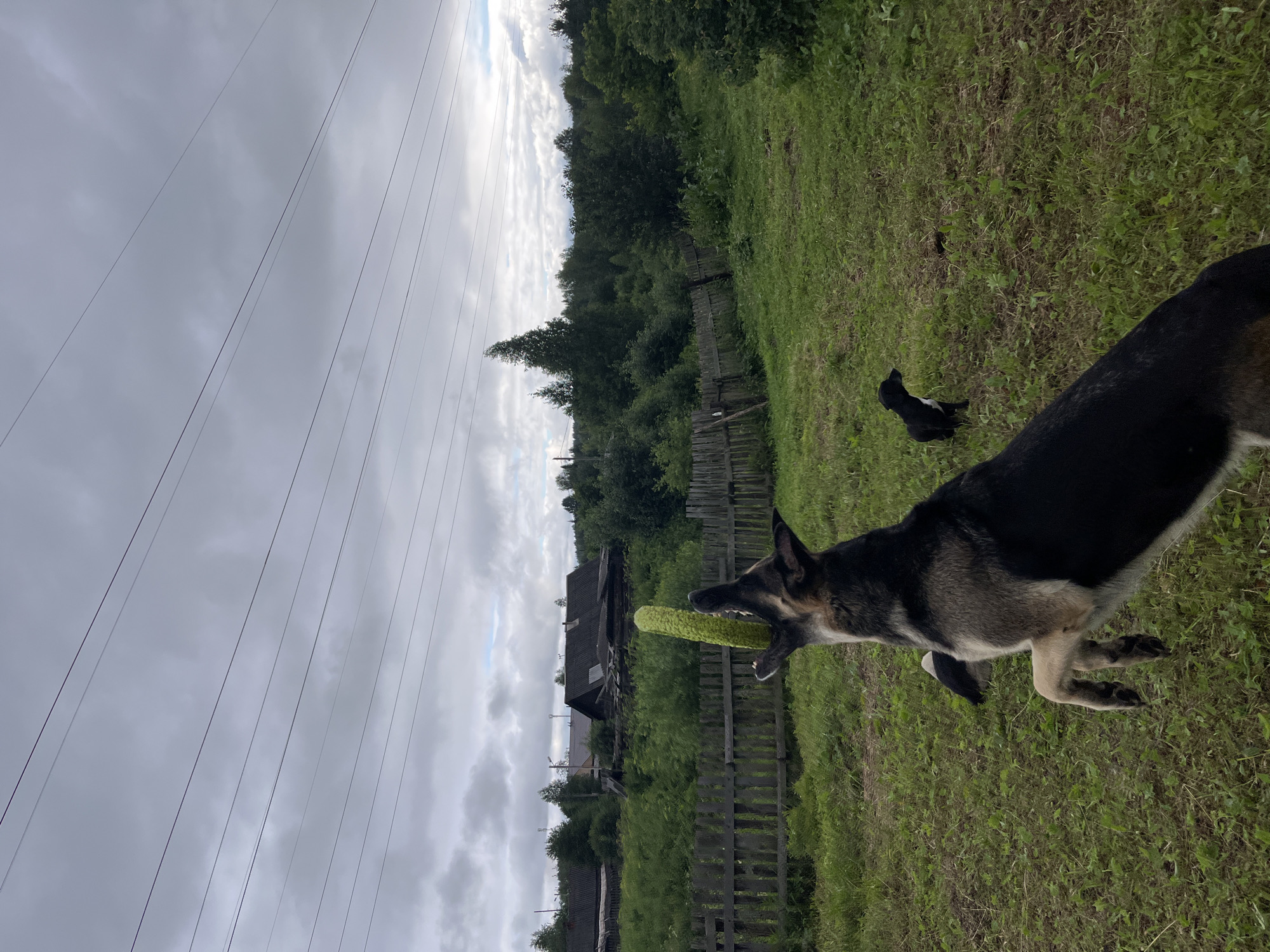 In a rural outdoor setting, likely in Nizhny Tagil, Russia, a medium-large dog, appearing to be a German Shepherd mix, leaps into the air, catching a long, green vegetable in its mouth. The dog's front legs are extended upward, and its mouth is wide open, engaged with the object. A smaller black and white dog stands in the background, observing the scene. The environment consists of a grassy yard with a weathered wooden fence running horizontally across the middle ground. Beyond the fence, dense green foliage and trees form a natural backdrop. In the distance, several rustic wooden houses with dark roofs are visible, suggesting a village or rural settlement. The sky above is overcast, with multiple power lines stretching across it, indicative of infrastructure within the landscape. The overall atmosphere is one of playful activity within a natural, somewhat undeveloped environment.