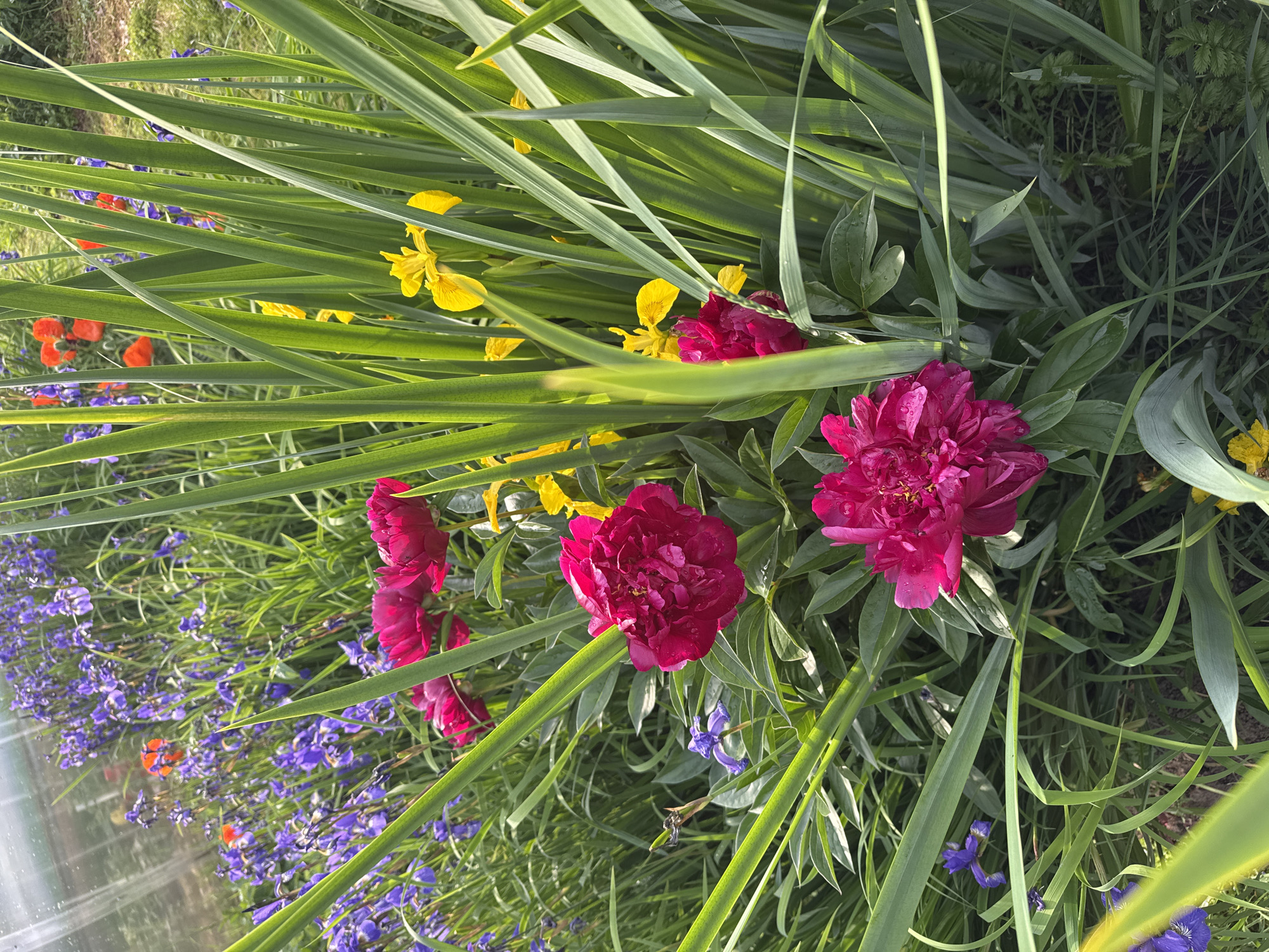In the foreground of the image, several vibrant fuchsia peonies are in bloom, with their lush petals creating a soft, ruffled texture. They are surrounded by tall, slender green foliage, some of which droops slightly, suggesting dew or recent rain. In the background, a field of blooming flowers stretches out, featuring a mix of purple irises and bright red poppies. The scene appears to be a flower garden or field, possibly in an agricultural setting given the presence of a greenhouse structure visible in the upper left corner. The overall impression is one of a natural, outdoor environment during the daytime. The location is specified as Sulmash, Russia.