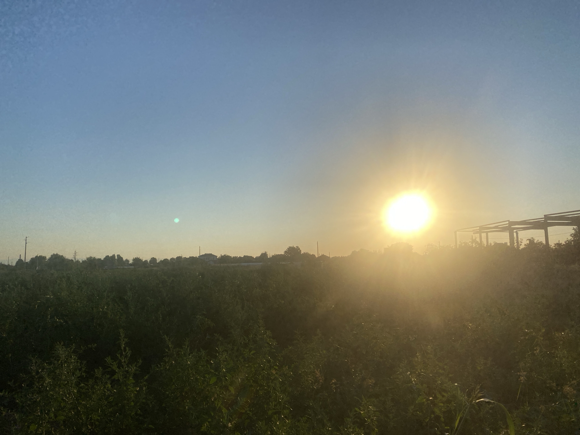 The image captures a natural landscape with a bright sun setting on the right side of the frame. A vast field of green vegetation dominates the foreground and midground. In the background, a treeline with scattered houses is visible, suggesting a rural or semi-rural environment. To the far right, a skeletal structure, possibly under construction or partially built, is silhouetted against the sun. The sky is clear, transitioning from a deep blue at the top to a lighter, yellowish hue near the horizon, illuminated by the setting sun. The image appears to be taken in Kurtovo Konare, Bulgaria, given the context. There are no people or animals visible in the scene.