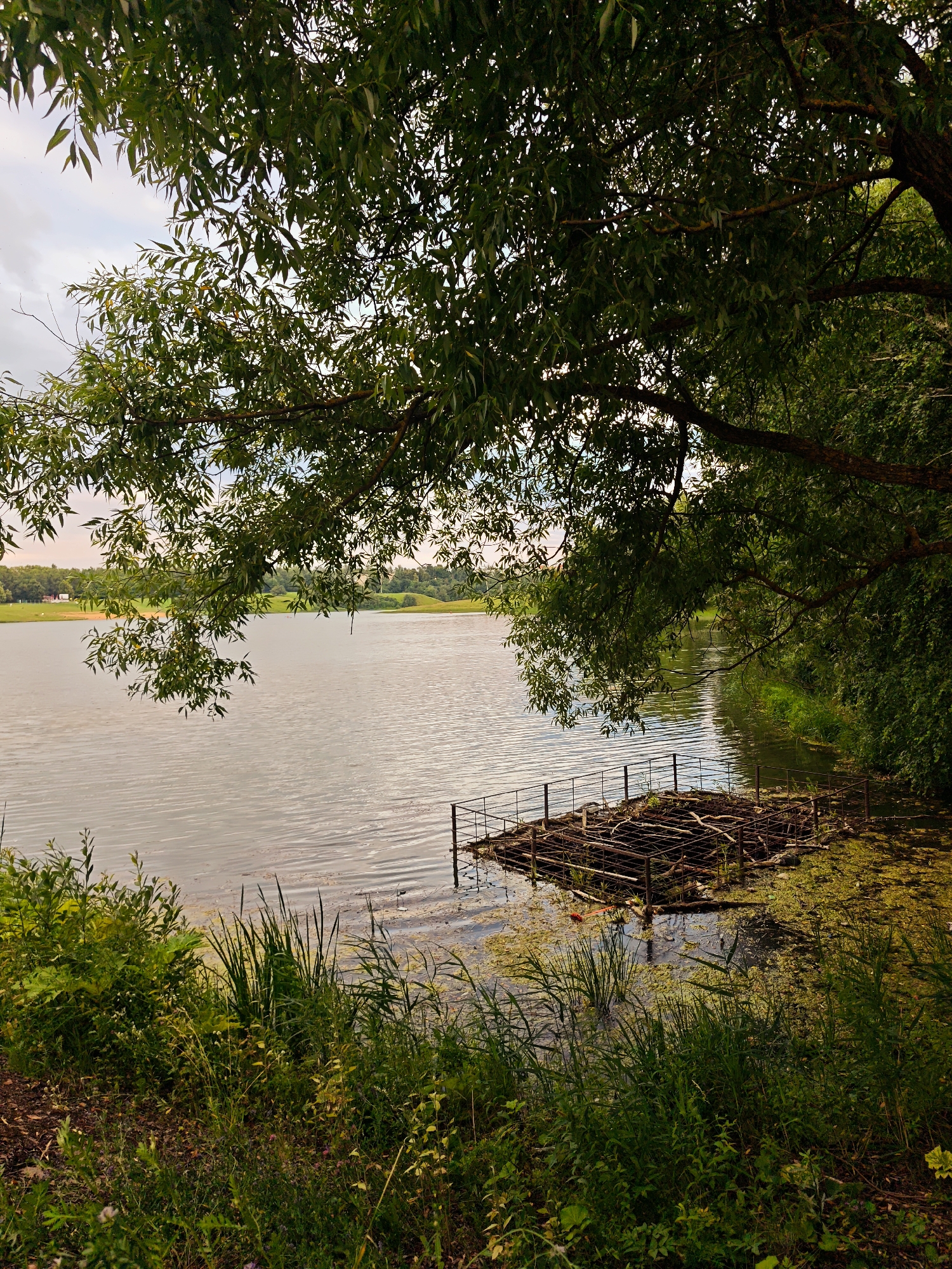 This image captures a serene lakeside scene in rural Russia, likely during the late afternoon or early evening, given the soft, diffused light. The foreground is dominated by lush, green vegetation, including tall grasses and various leafy plants, bordering the calm, rippling surface of a lake.
The lake itself occupies a significant portion of the frame, reflecting the muted tones of the sky. A notable object is a partially submerged, rustic wooden platform or raft, constructed from logs and metal framing, situated near the shore. It appears weathered and somewhat overgrown with algae and aquatic plants, suggesting it has been there for some time.
Beyond the lake, the landscape rises gently, covered in green fields and dotted with distant trees. The sky is partly cloudy, with a gentle transition of colors suggesting the day is winding down. The overall mood is peaceful and natural, evoking a sense of tranquility and the beauty of the Russian countryside. There is no visible text in the image.