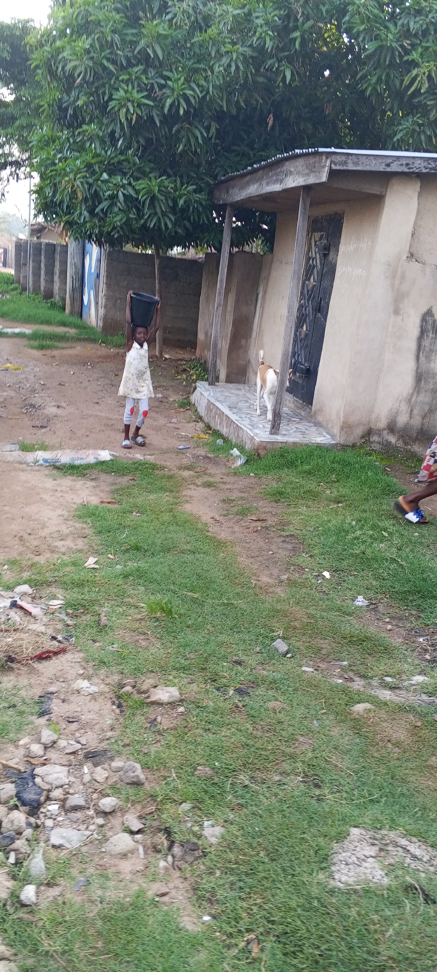 In Jalingo, Nigeria, a young girl with dark hair, wearing a light-colored patterned dress and gray pants, carries a dark bucket on her head as she walks on a dirt path. She is barefoot. Beside her, a tan and white dog stands near a building with a rough, beige-colored wall and a metal-barred door. A large green tree with dense foliage towers over the scene, casting shadows on the environment. The ground is a mix of dirt, grass, and scattered rocks, suggesting a rural or semi-urban setting.