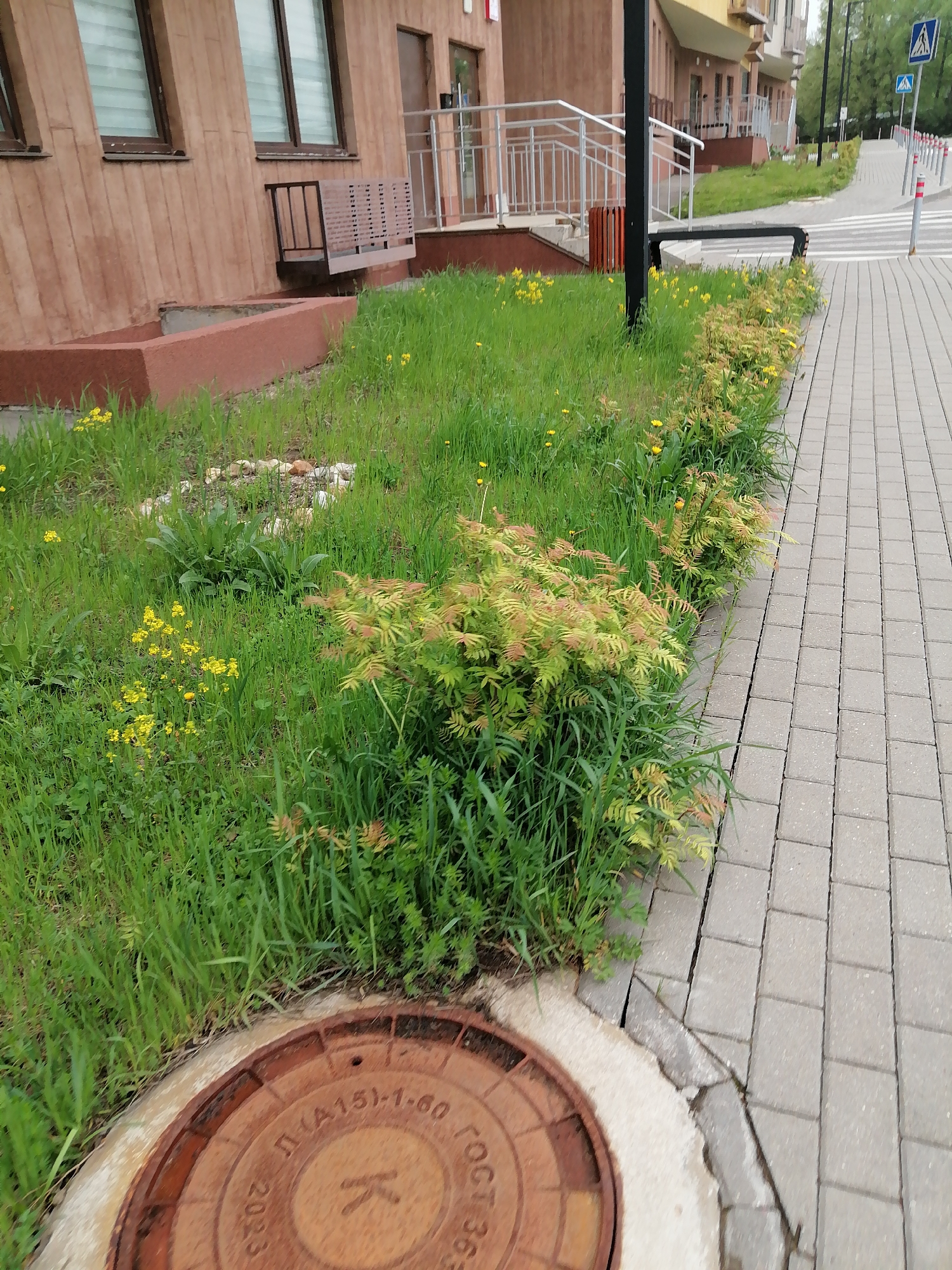 The image shows a grass verge and sidewalk bordering a residential area. The grass verge contains mixed vegetation including long grass, yellow wildflowers, and low-growing bushes with yellow and red foliage. A manhole cover is visible at the edge of the grass, adjacent to the sidewalk. The sidewalk is paved with grey rectangular paving stones. In the background, there are apartment buildings with beige and brown facades, windows, balconies with metal railings, and pedestrian walkways. Further in the background, a pedestrian crossing and street signs are visible.