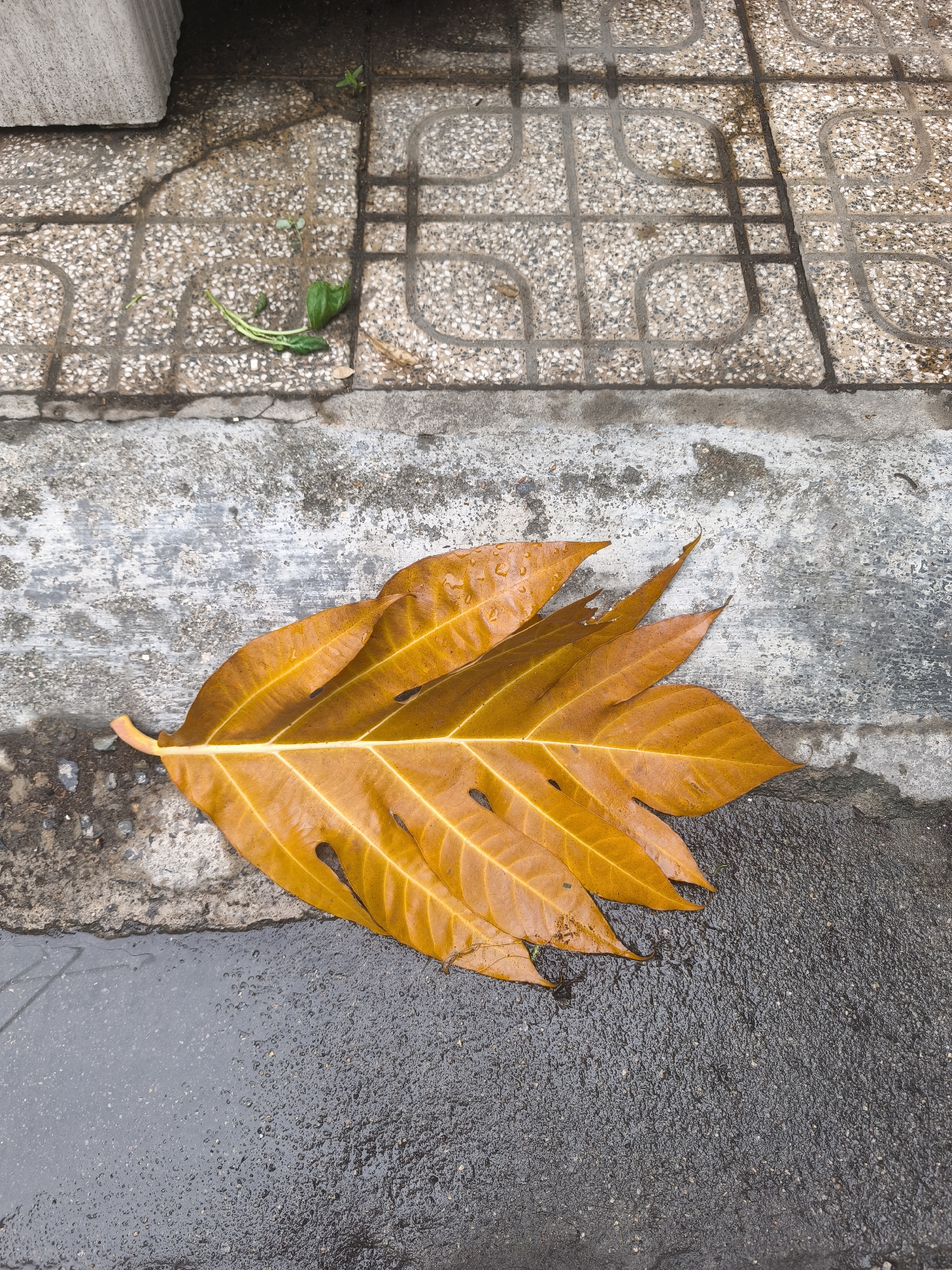 This image depicts a fallen, golden-orange leaf with water droplets, resting on a wet, dark asphalt surface. The leaf is large and has distinct lobes and veins, suggesting it might be from a breadfruit tree. The asphalt meets a concrete sidewalk composed of square tiles filled with small, white and gray pebbles. The sidewalk is also damp, with a faint grid pattern visible due to the moisture and possibly dried water marks. A small, green sprout is growing through a crack in the tiled sidewalk, near the edge of the concrete. In the upper left corner, a portion of a light gray, rectangular concrete object, possibly a planter or a building foundation, is visible. The overall scene is outdoors and appears to be in a city setting, potentially Nha Trang, Vietnam, given the context provided. The lighting suggests an overcast day, as there are no harsh shadows.
