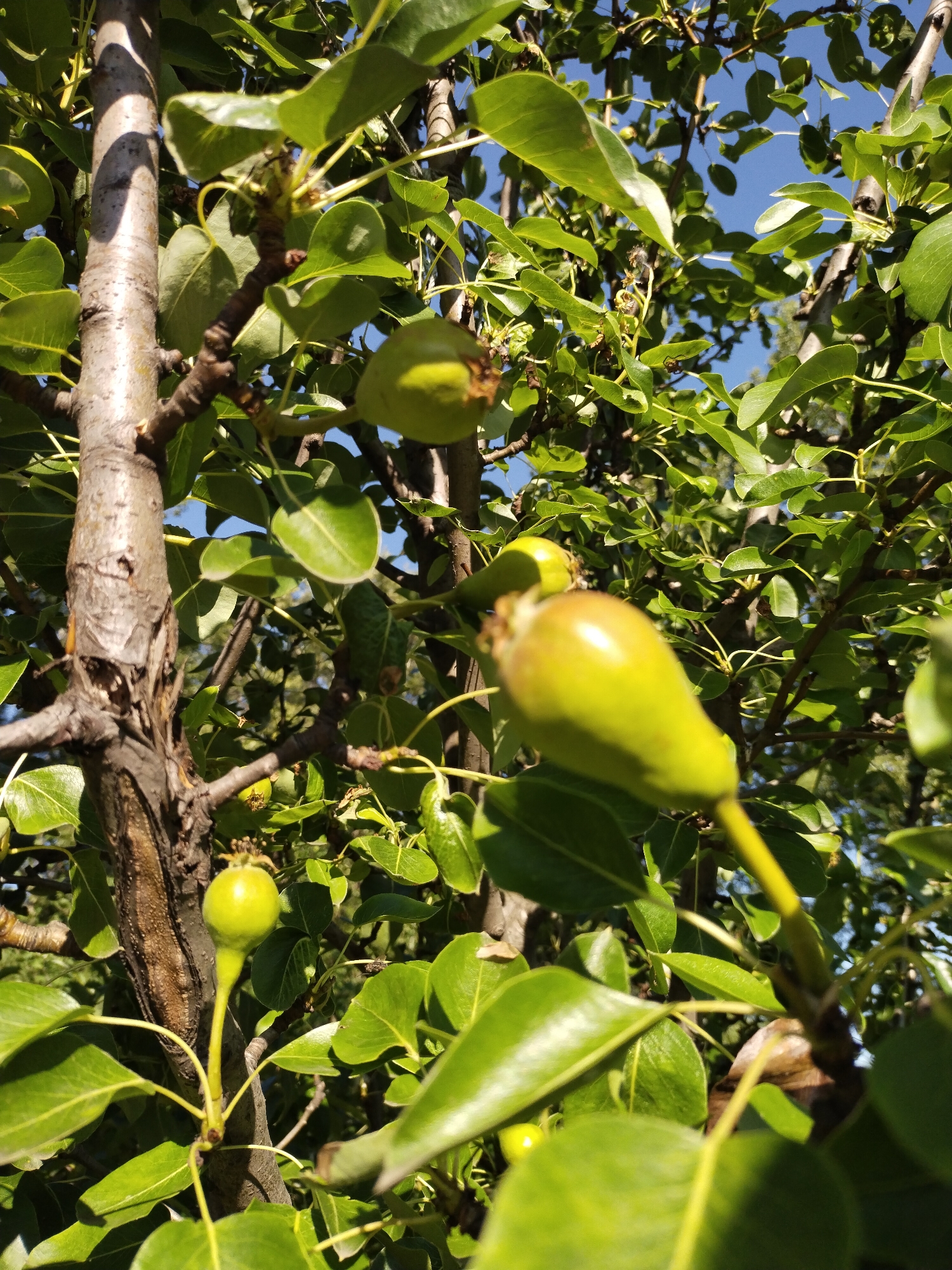 The image shows a close-up view of a pear tree with several small, unripe pears hanging from its branches. The pears are green and have a slightly elongated shape. The tree's trunk is rough and textured, and its branches are covered in lush green leaves. The background is a blur of green foliage and a bright blue sky, suggesting a sunny day. The image is taken from a low angle, looking up into the tree. There are no people or animals visible in the image. The scene appears to be in a natural outdoor setting, possibly a garden or orchard, consistent with an urban environment like Horishni Plavni, Ukraine, where fruit trees are common.