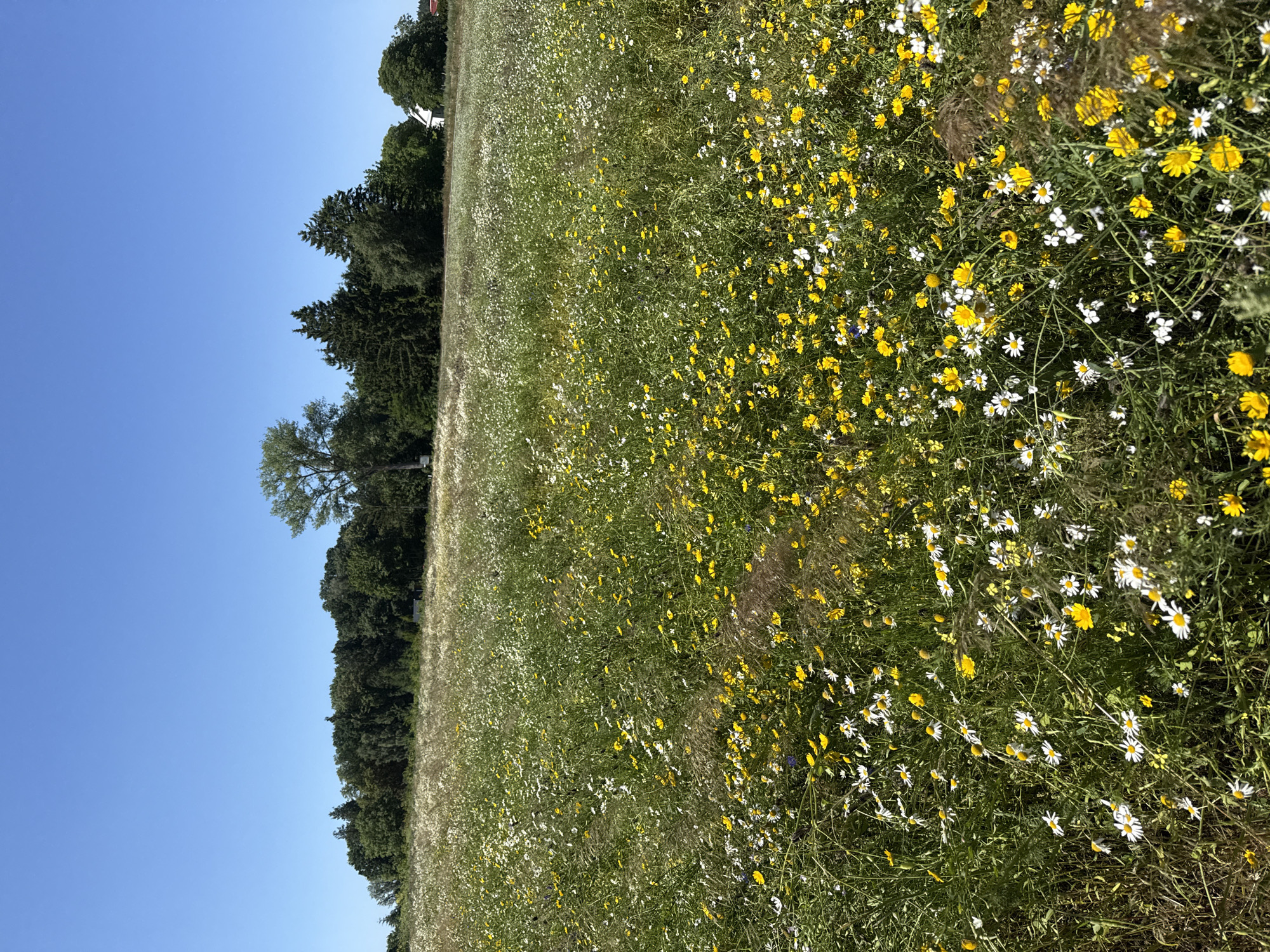 The image shows a sun-drenched meadow overflowing with a mix of white and yellow wildflowers under a clear blue sky. The field slopes gently upwards towards a dense line of trees bordering the horizon. A tall, slender tree stands out against the darker foliage of the forest. To the far right of the trees, a white house with a red roof is partially visible. The foreground is dominated by a close-up view of the vibrant flowers and tall grasses, suggesting a rural or natural setting near Kołczewo, Poland. There are no people or animals visible in the scene.