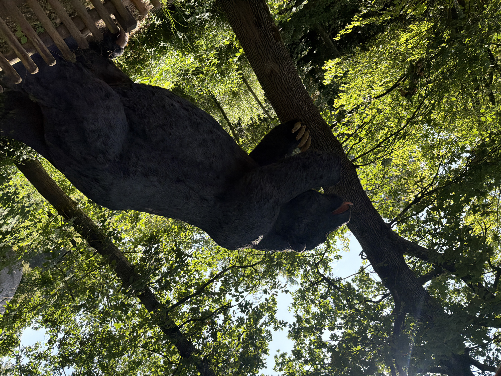 The image shows a large, dark-colored statue of a bear climbing a tree. The bear's body is mostly visible, with its head turned to the right and its mouth open, showing its tongue. One of its paws is reaching out, with visible claws. The bear appears to be made of a material that resembles fur.
The setting is outdoors, with a forest canopy of green leaves and branches overhead, dappled with sunlight. The sun appears to be high in the sky, suggesting it is daytime. There is a wooden fence visible in the top left corner of the image, partially behind the bear's back. The tree trunk is thick and textured, with bark. The overall scene is one of a bear in a natural, arboreal environment, though the sculpture aspect is evident.
No people are visible in the image. No text is visible. The location is Tolk, Germany. The image conveys a sense of playful or dramatic artistry, as the bear is positioned in an active, climbing pose.