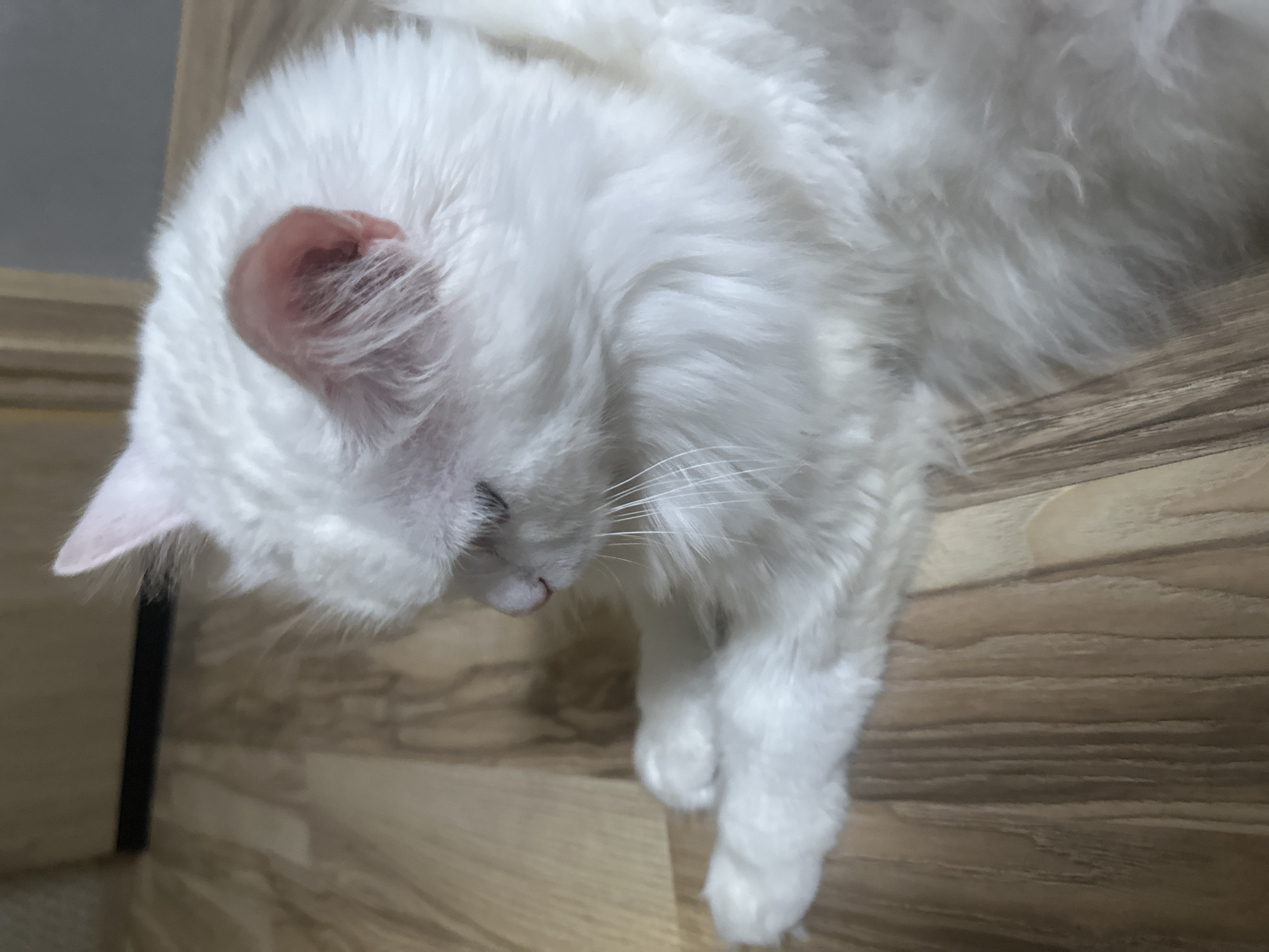 A white, long-haired cat is lying on a wooden floor. The cat is facing left and its eyes are partially closed. Its fur is fluffy and appears to be very soft. The wooden floor has a light brown color and the planks are arranged horizontally. The background is out of focus but appears to be a room with a wall and possibly a doorway. There are no people or other animals visible in the image. This image does not contain any information that would allow for the determination of its location in Omsk, Russia.