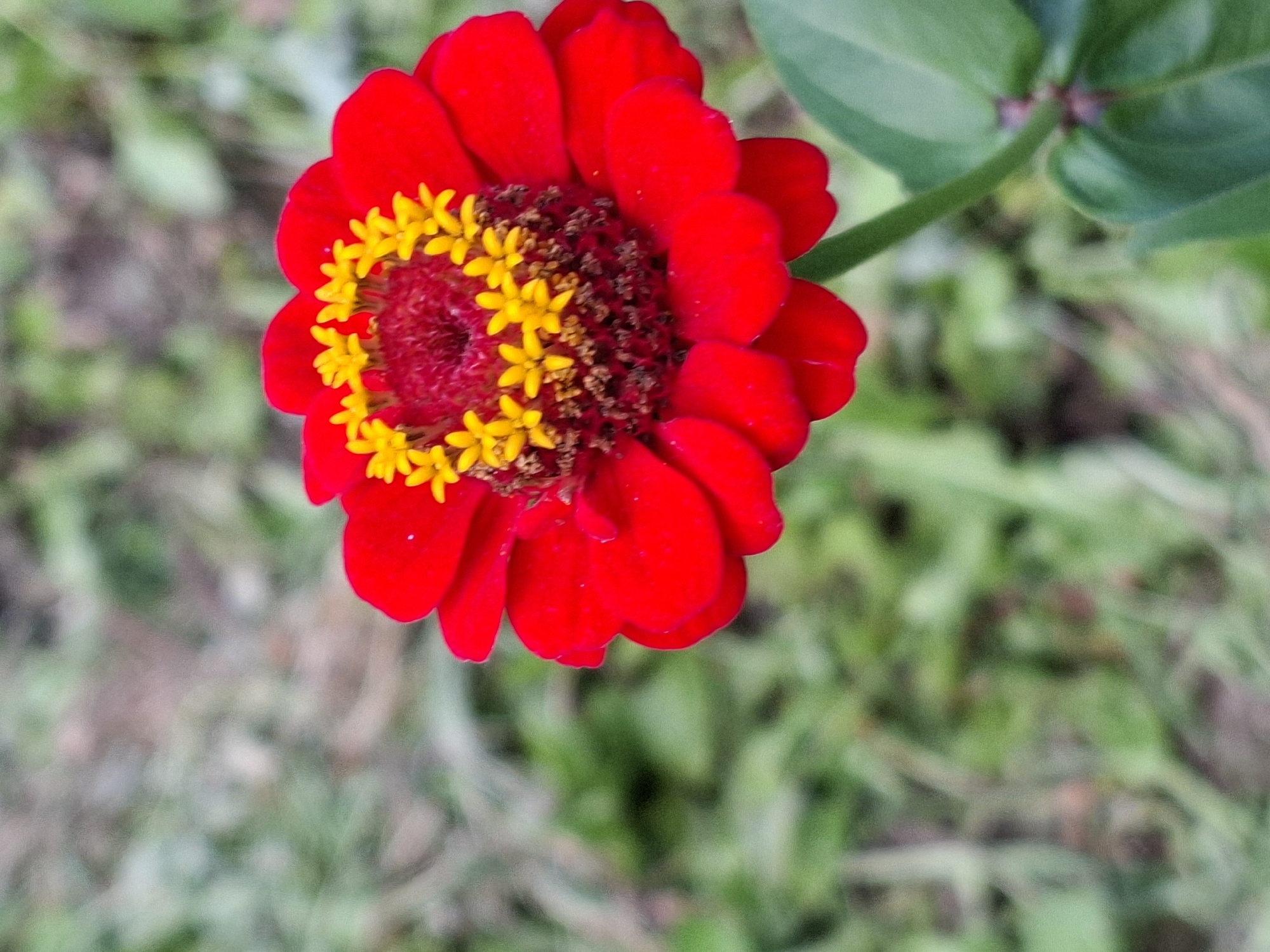 A close-up, vertical shot focuses on a vibrant red zinnia flower with a dark red center and yellow florets. The flower is in full bloom, with its petals unfurling outwards. The background is a soft, out-of-focus blur of green foliage and earth, suggesting an outdoor garden setting. The lighting is natural and diffused, highlighting the textures and colors of the flower.