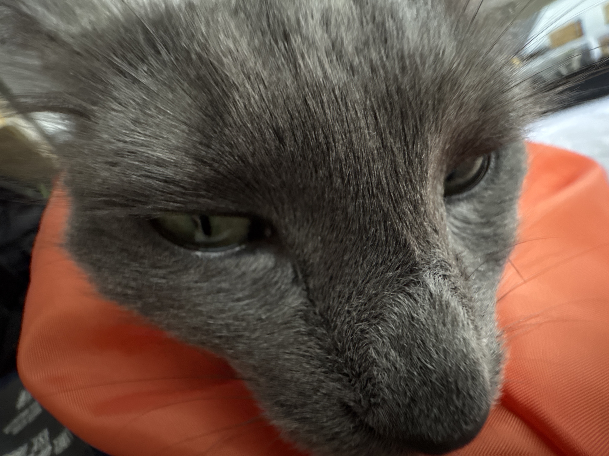 A close-up shot of a gray cat's face, possibly a Russian Blue breed, is taken indoors. The cat has short, dense fur with a gray hue and its eyes are a greenish-gray color. An orange, possibly soft or fabric-like material, appears under the cat's chin and around its neck. The setting is not explicitly visible to determine a specific location in Varna, Bulgaria, if it is there at all. The scene consists of a single subject (the cat) and an object (the orange material). No people or actions are visible in this image.