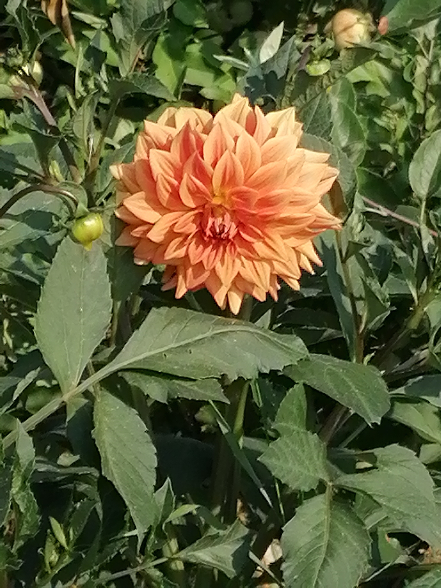 The image is a close-up, vertical shot of a vibrant orange dahlia flower in full bloom, set against a backdrop of lush green foliage and a few budding flowers. The dahlia's petals are tightly packed and layered, creating a full, spherical shape with a slightly ruffled texture. The flower is positioned slightly off-center to the right, with its head tilted downwards. To the left of the dahlia, a small, green bud hangs from a stem, its texture contrasting with the soft petals of the main flower. The surrounding leaves are a deep green, some catching the sunlight and appearing lighter, while others are in shadow. The overall impression is one of natural beauty and growth in an outdoor setting. The location in the city of Мыльниково, Russia, is not visually discernible from the image itself.