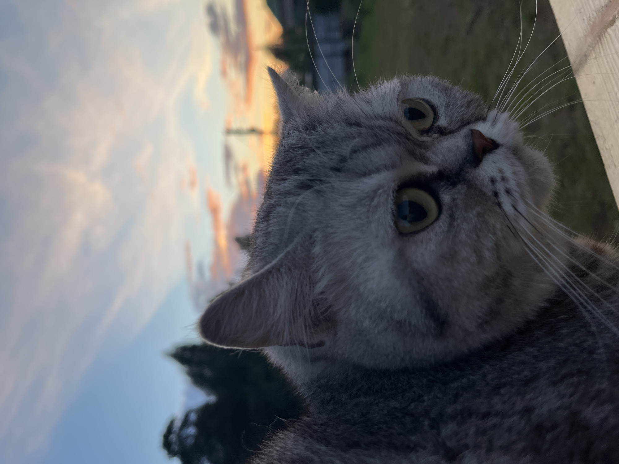 The image shows a close-up of a gray tabby cat's head and upper body, tilted slightly to the right. The cat has yellow-green eyes, a pink nose, and long white whiskers. In the background, the sky displays a sunset gradient of blue, orange, and yellow hues. There are trees and a fence post visible. While the location is specified to be Chaikovsky, Russia, the image itself does not provide any details to confirm this geographical information.