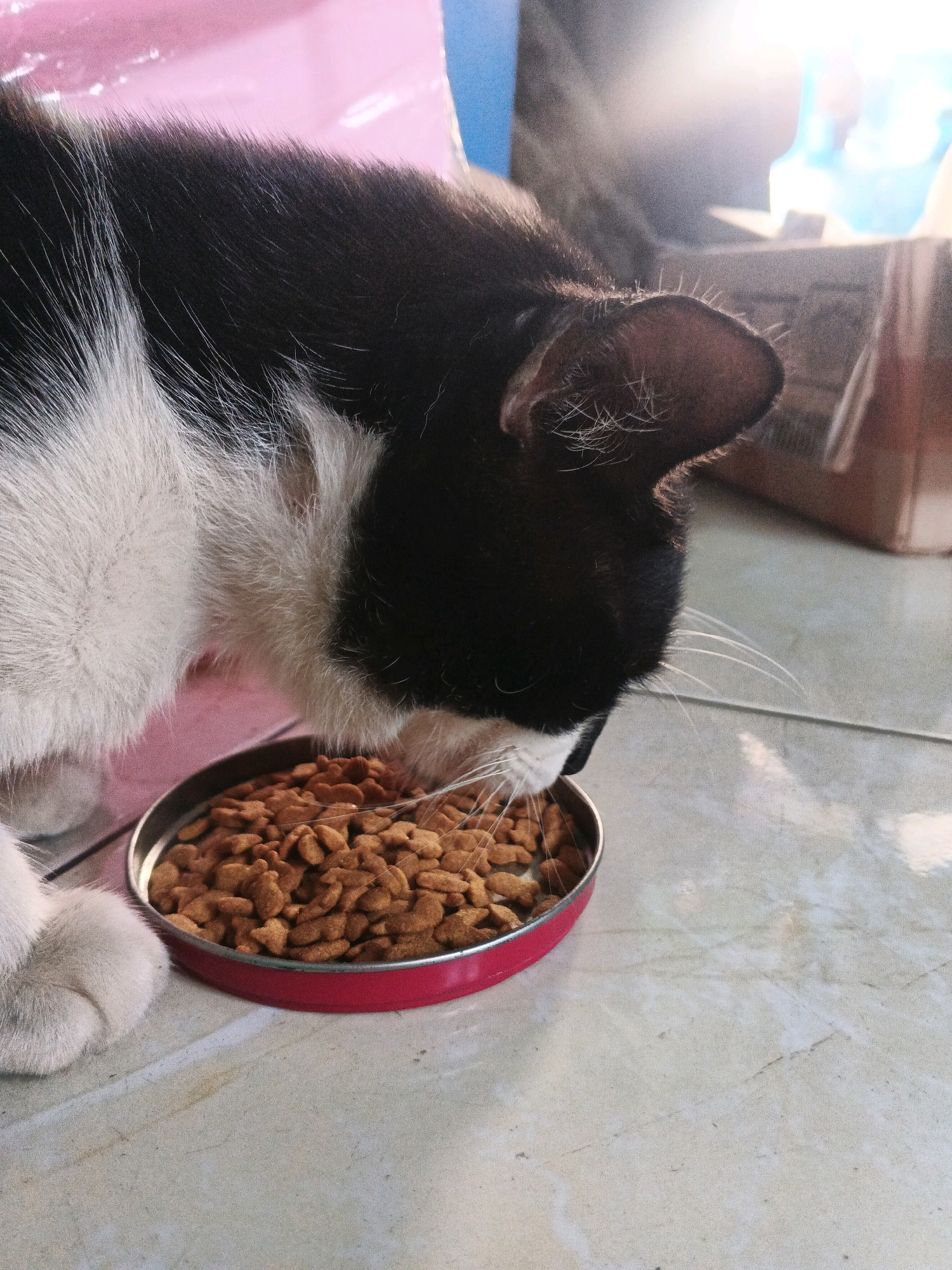 A black and white cat is eating from a red metal bowl filled with kibble. The cat's head is lowered into the bowl, obscuring most of its face. The cat's fur is black on its head and back, with white fur on its chest and paws. The bowl of food is placed on a tiled floor. In the background, there is a pink surface, a blue object, and cardboard boxes. Sunlight is streaming in from the right side of the image, creating a bright glare. The scene appears to be indoors, possibly in a home or sheltered outdoor area. The image does not provide any specific information about the location in the city of Kadu, Indonesia.