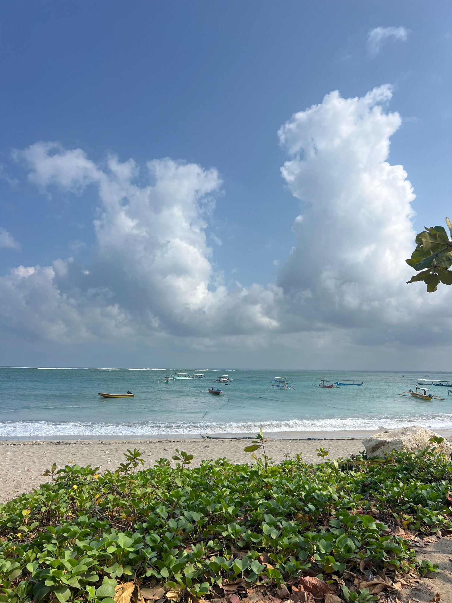 This is a daytime, eye-level, full shot of a beach in Kuta, Indonesia. The foreground features a thick bed of green vegetation with some dried leaves scattered on the sand. Beyond the vegetation is a sandy beach, followed by the ocean. The water is a light turquoise color with small waves breaking near the shore. Several small boats, likely traditional outrigger fishing boats, are scattered across the water. The sky is a clear blue, with large, puffy white clouds dominating the upper portion of the image. A few more boats are visible in the distance, and the horizon line is clearly defined. The overall impression is one of a tranquil and sunny beach scene.