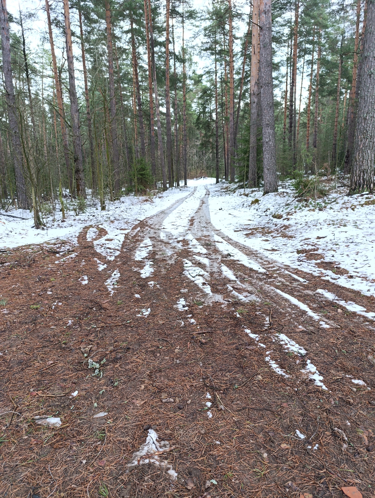 The image depicts a snow-dusted forest path in Chaikovsky, Russia. The ground is covered in brown pine needles and patchy snow. Two distinct tire tracks are visible running along the path, suggesting recent vehicular activity. The path is flanked by tall pine trees, typical of a boreal forest environment. The sky is overcast. No people or animals are visible in the image. The scene suggests a quiet, wooded area, likely a park or forest preserve on the outskirts of the city.
