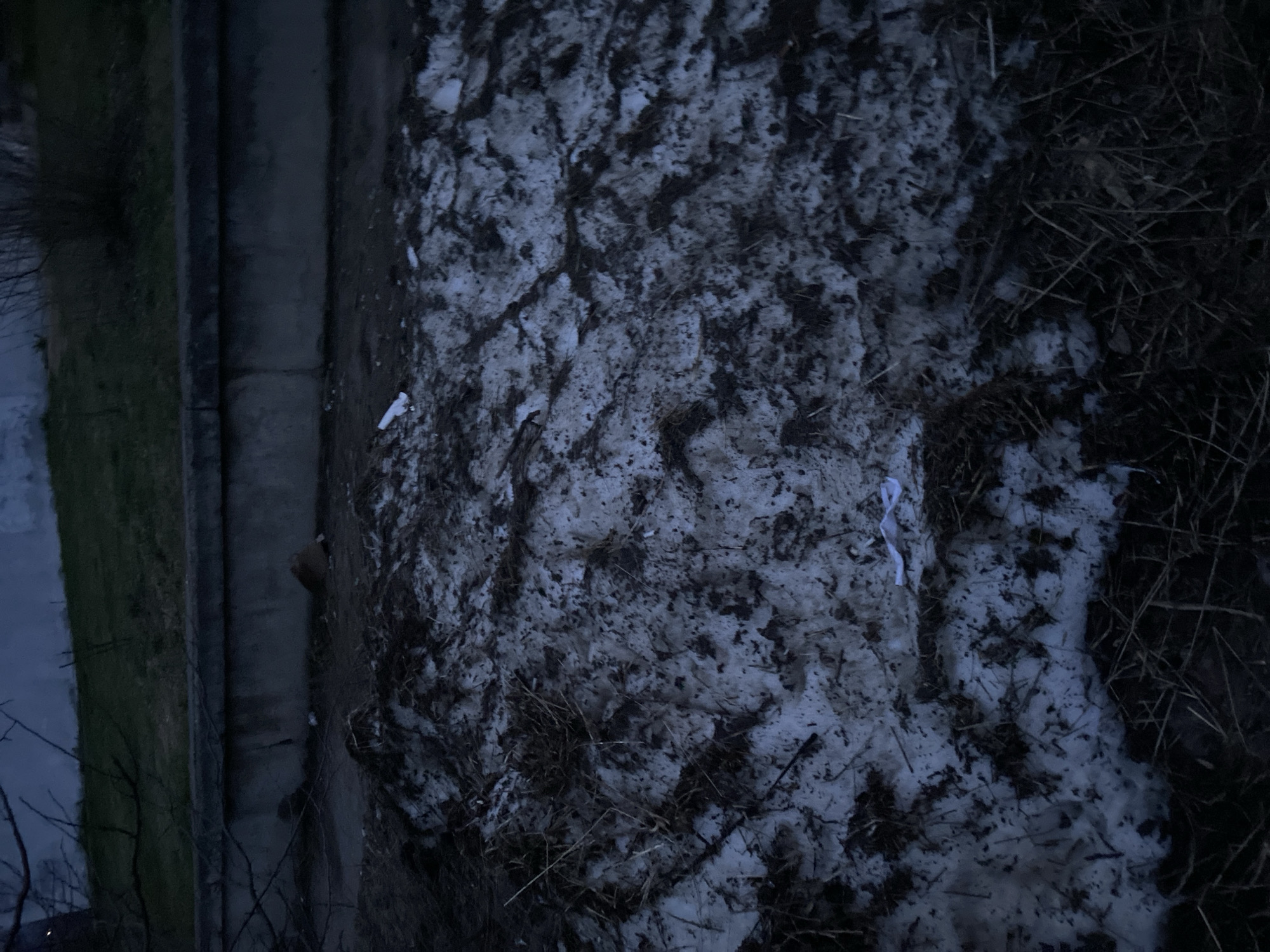 The image shows a patch of dirty snow and dead vegetation next to a concrete structure. The concrete appears to be part of a drainage ditch or channel. A small amount of litter is visible in the snow. The exact location in the city of Chaikovsky, Russia, cannot be determined from the image alone. The absence of people, clear subjects, actions, and interactions limits further description. The environment is characterized by winter conditions and urban infrastructure.