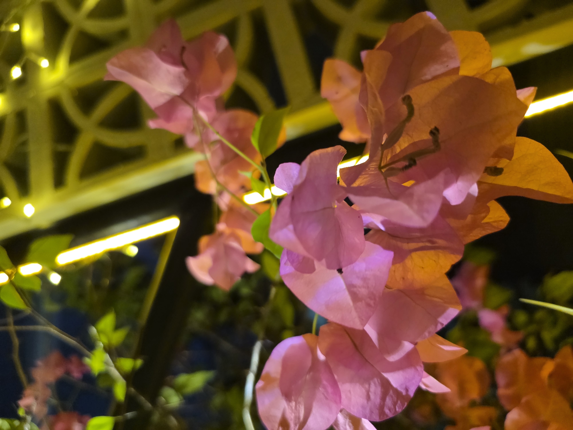 A low-angle, close-up shot captures a cluster of pink and orange bougainvillea flowers against a dark, blurred background. The flowers are illuminated by bright yellow lights, creating a vibrant and festive atmosphere. The lights appear to be part of decorative string lights or lanterns, possibly lining an outdoor area such as a restaurant, cafe, or garden in North Kuta, Indonesia. A yellow metal trellis or fence structure is visible behind the flowers, also illuminated by the lights. The image is characterized by its shallow depth of field, with the flowers in sharp focus and the background out of focus, highlighting the textures and colors of the blossoms. The overall impression is one of beauty and celebration, possibly taken at night.