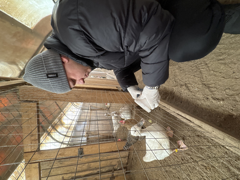 An adult male is observed crouching in an animal enclosure in the city of Crokhovo, Russia. He wears a grey ribbed beanie with a black label, a dark grey puffer jacket, black pants, and white work gloves. A silver-colored bracelet is visible on his left wrist. The male holds a white, cup-like object with both gloved hands, positioned near a wire mesh fence. On the opposite side of the fence, a white duck with a yellow tag on its right leg faces the individual. Behind this duck, several other birds, including at least two chickens (one speckled black and white, one brownish-red) and additional white ducks or geese, are visible within the enclosure. The ground inside and outside the enclosure consists of dirt or straw. The structure features wooden posts and beams, a wire mesh fence, and a translucent or semi-transparent roof allowing natural light. The male appears to be offering the contents of the cup to the animals.