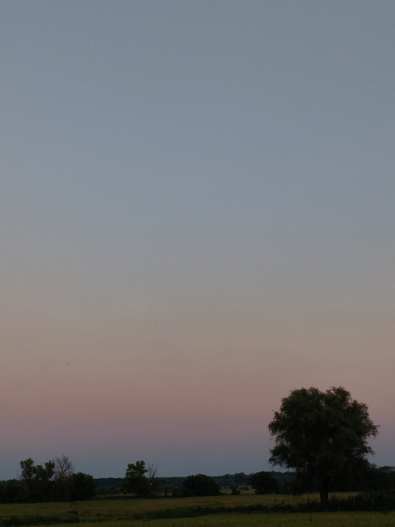 The image depicts a rural landscape at dusk, possibly in the vicinity of Ustyvytsia, Ukraine. The sky transitions from a pale blue at the top to soft pink and lavender hues near the horizon. In the foreground, a field of grass is visible, and a dark, leafy tree stands prominently on the right side of the frame. To the left, a cluster of trees and some bare branches are silhouetted against the colorful sky. The overall impression is one of quiet natural beauty during twilight.