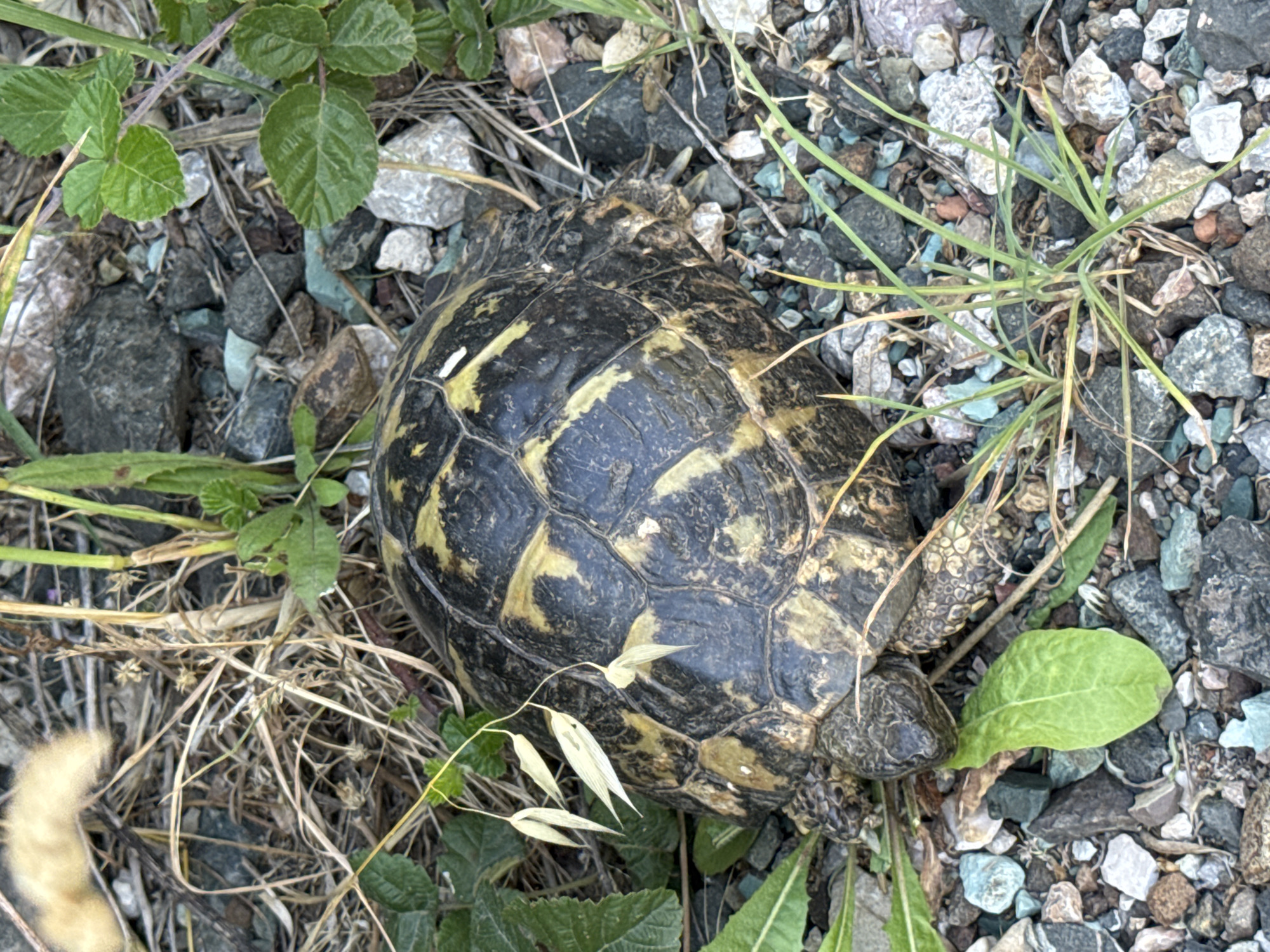This is a close-up, overhead shot of a tortoise on a rocky, gravelly ground mixed with dry grass and green leaves. The tortoise, with its distinctive patterned shell, is partially camouflaged against its surroundings. Its head is visible, tucked slightly towards its shell, and one of its legs is extended. The scene appears to be outdoors, likely in a natural or semi-natural environment given the gravel, grass, and sparse vegetation. The lighting suggests it is daytime, with sunlight illuminating the scene and casting subtle shadows. There are no people or text visible in the image. The overall impression is one of a quiet, still moment in nature, focusing on the tortoise in its habitat. The location context provided is Rafailovići, Montenegro.