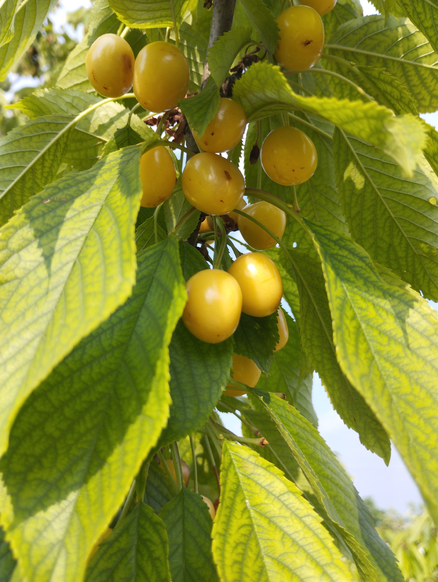 A close-up, vertical shot captures a cluster of ripe yellow cherries hanging from a tree branch. The cherries are round and smooth, with a bright yellow hue, and some show subtle brown blemishes. They are attached to thin stems, with a few dark leaves peeking through. The leaves are a vibrant green, with visible veins and serrated edges, some illuminated by sunlight, creating a luminous effect. The background is blurred, suggesting an outdoor environment with a hint of blue sky visible through the foliage. The image is sharp and focused on the cherries and leaves, emphasizing their texture and color. There is no indication of human presence or activity in the scene, and no information about its specific location in Vasylivka, Ukraine is provided by the image itself.