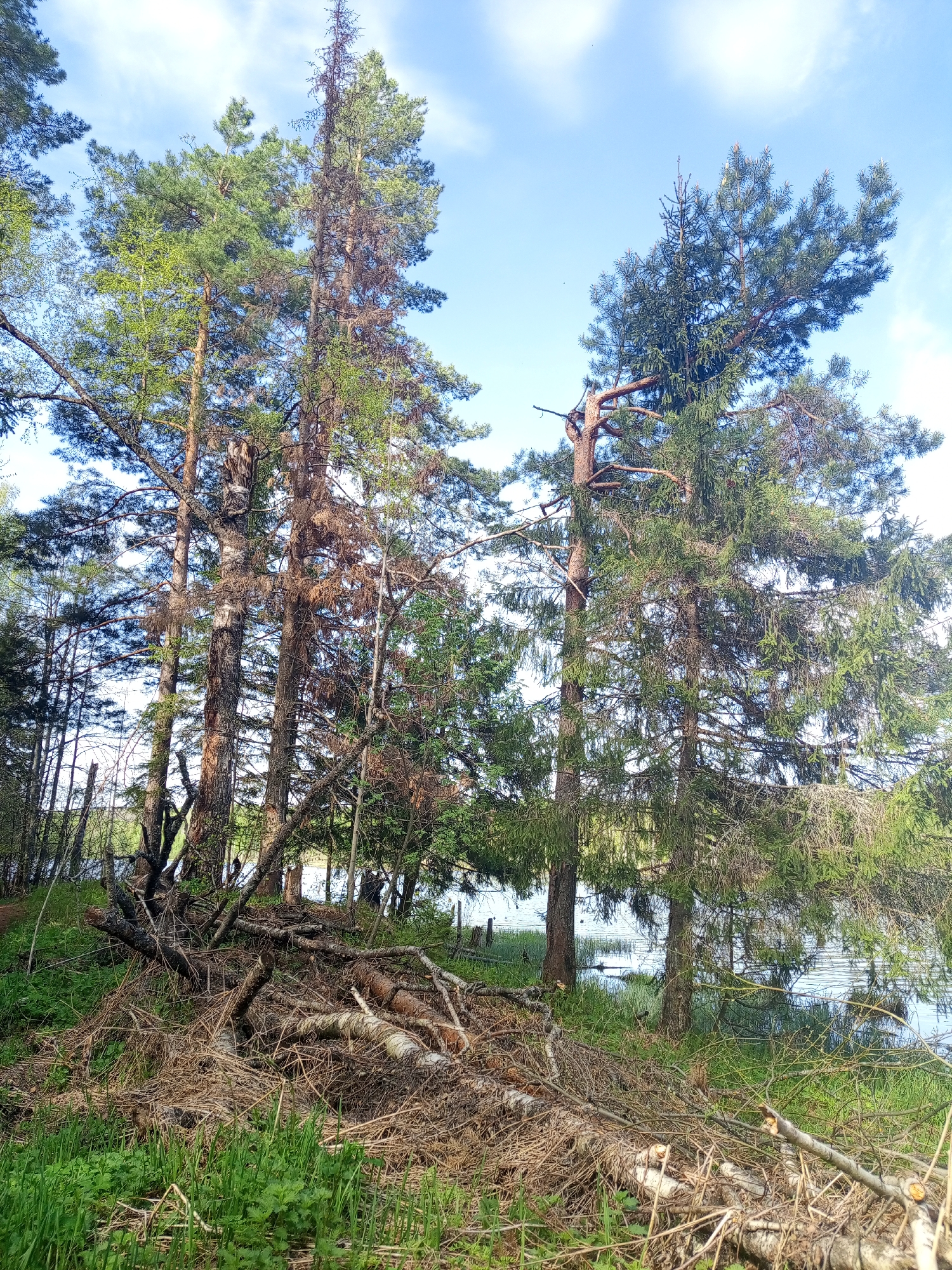 The image shows a lakeside forest scene, with a clear blue sky and scattered clouds visible above the tree line. The foreground is cluttered with felled trees and branches, mixed with grass and vegetation. Several tall evergreen trees, including pines and spruces, dominate the scene, some showing signs of dead branches. Water is visible between the trees, indicating a lake edge. The location is implied to be near Ural'skoe, Russia. No people or animals are visible. The scene suggests forest management or natural debris accumulation.