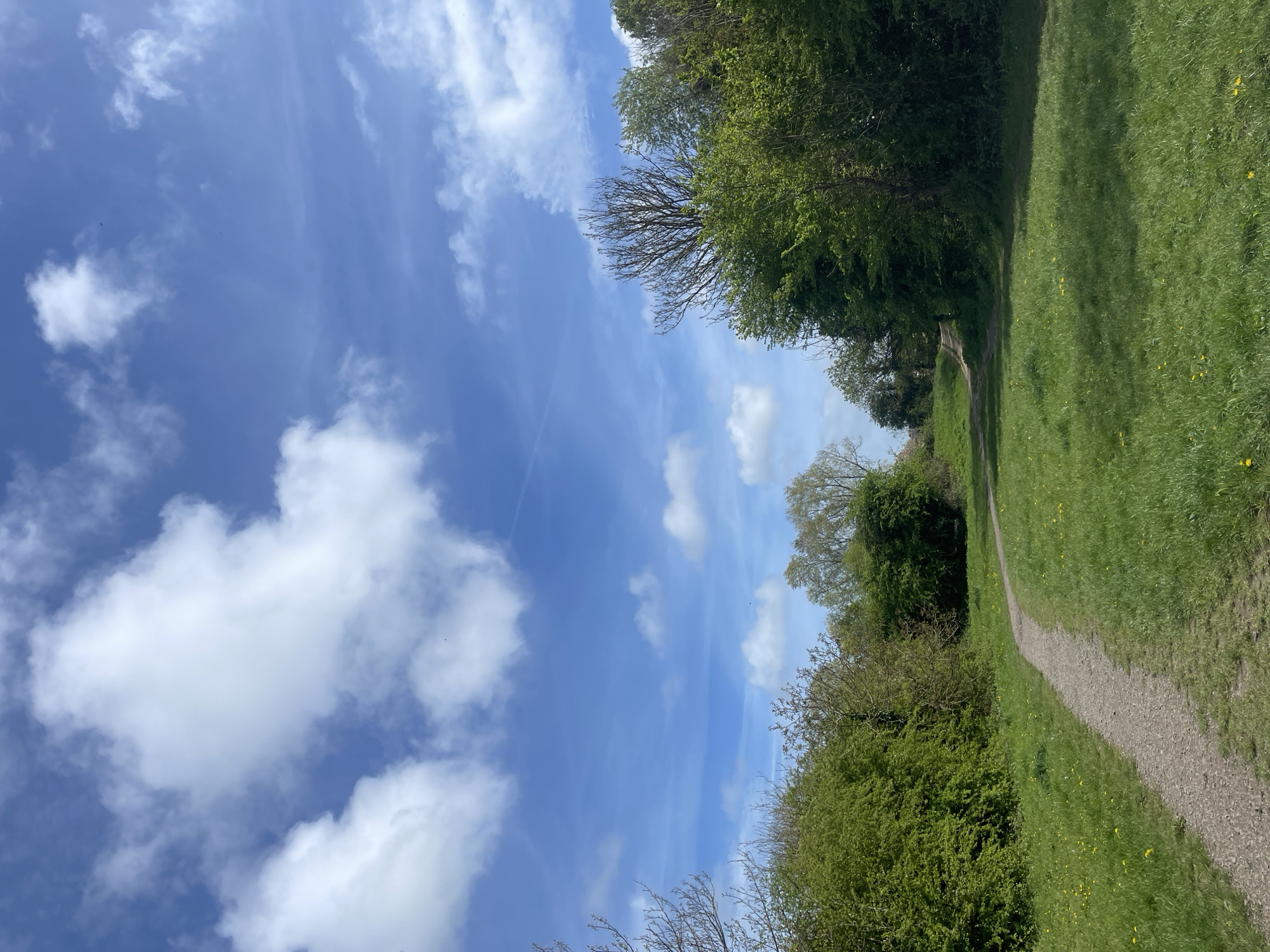 This image captures a vibrant outdoor scene, likely a park or nature trail, under a bright blue sky. A narrow, light-colored gravel path winds through the center of the frame, curving gently from the lower-left foreground towards the upper-right distance.
On both sides of the path, lush green grass covers the ground, dotted with small, bright yellow wildflowers, suggesting spring or early summer. Dense foliage from trees and bushes forms a natural border along the path. On the left, a thick line of green trees and undergrowth creates a natural wall, with some taller, bare-branched trees visible against the sky in the mid-ground. The right side of the path features more open grassy areas before meeting another line of trees and bushes further back.
The sky is a prominent feature, showcasing a clear, vibrant blue canvas adorned with various white clouds. Some clouds are fluffy and distinct (cumulus), while others are thin and wispy (cirrus), with faint streaks, possibly contrails, visible. The lighting indicates a sunny day, likely mid-morning or afternoon, with no strong shadows evident.
There are no people or specific man-made objects other than the path itself, implying a peaceful and natural setting. No specific activities are depicted; the scene invites contemplation or a leisurely stroll. While the image itself does not contain specific location cues, the provided context indicates the setting is Portsmouth, United Kingdom. There is no visible text in the image. The overall impression is one of tranquility and natural beauty.