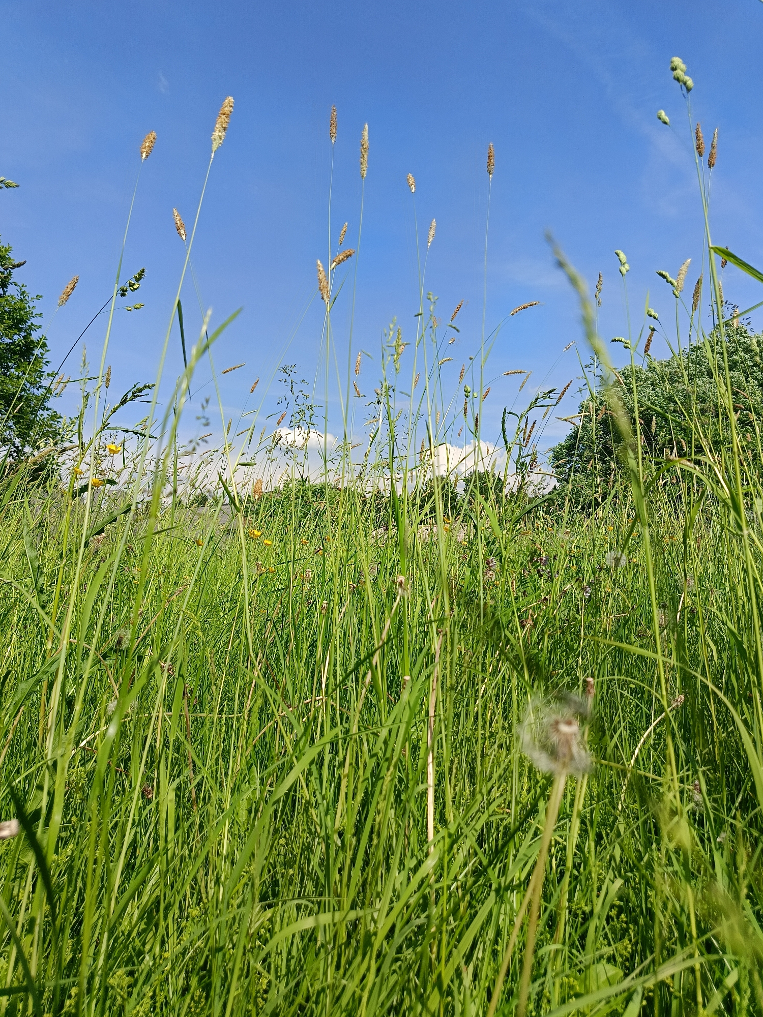 A low-angle, wide shot captures a field of tall green grass under a clear blue sky. Numerous grass stalks, some topped with seed heads, reach towards the sky, creating a dense, textured foreground. In the middle ground, more grass and scattered yellow wildflowers are visible. The background shows a line of trees and a hint of distant buildings, suggesting an urban or suburban fringe. A single, fluffy dandelion seed head is blurred in the foreground, adding a sense of movement and softness. The overall scene is bright and natural, with a focus on the texture and height of the vegetation. The location is specified as Popovka, Russia.